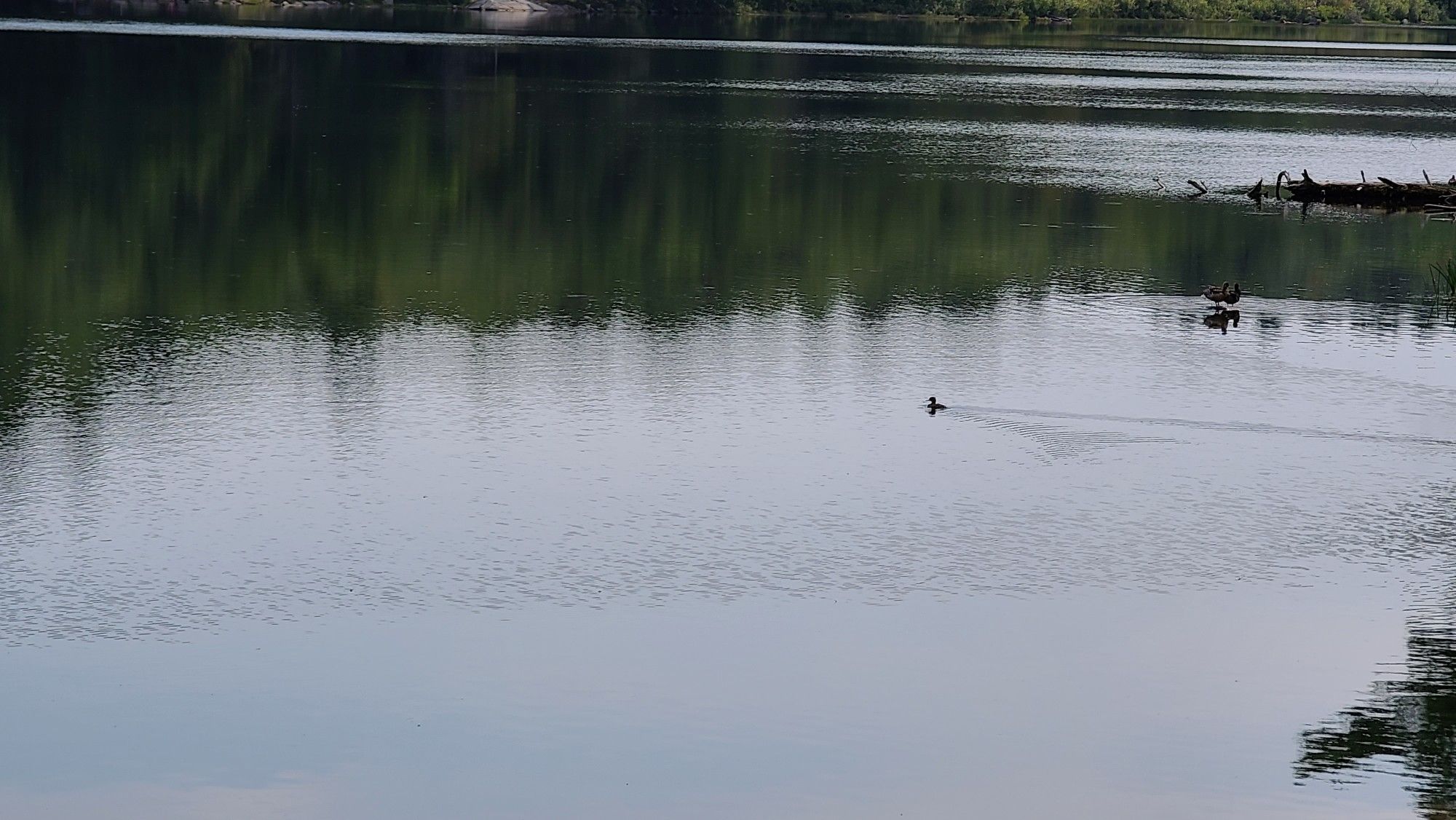 A duck swims across a calm lake, reflecting surrounding green trees. - Burnt Mountain and Lakeside Loop