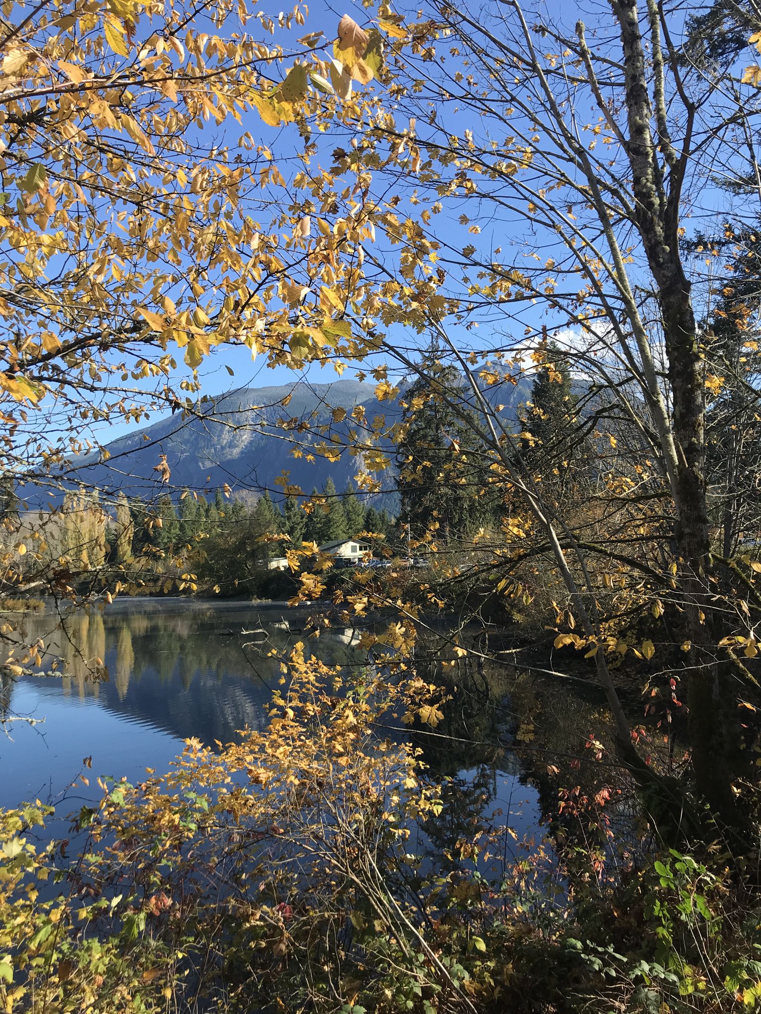 Sunny autumn day with yellow leaves framing a calm lake and distant mountains. - Snoqualmie Valley Trail and Meadowbrook Farm Loop
