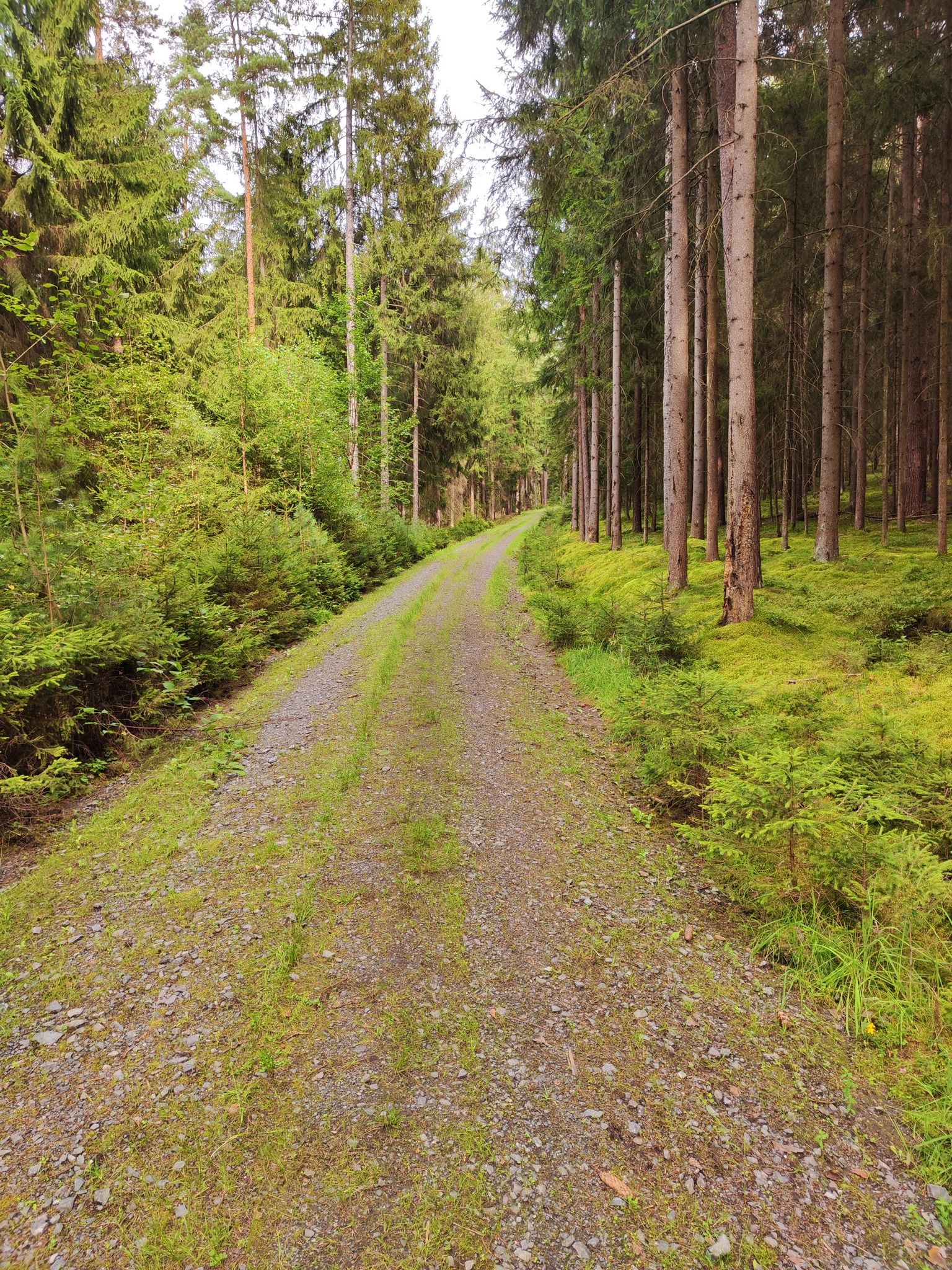 Schöne Waldstrecke