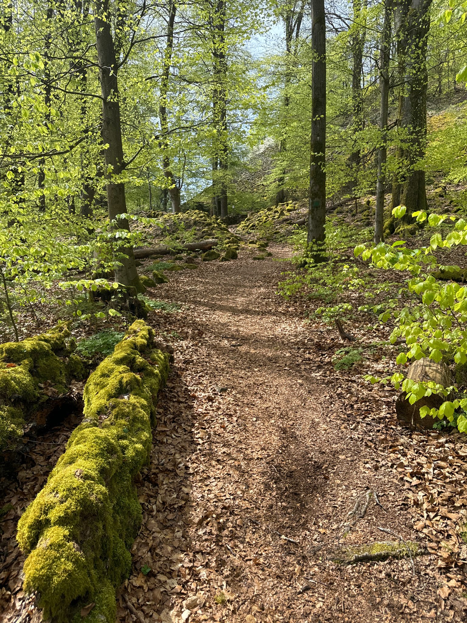 Wunderschöne lichte Waldwege
