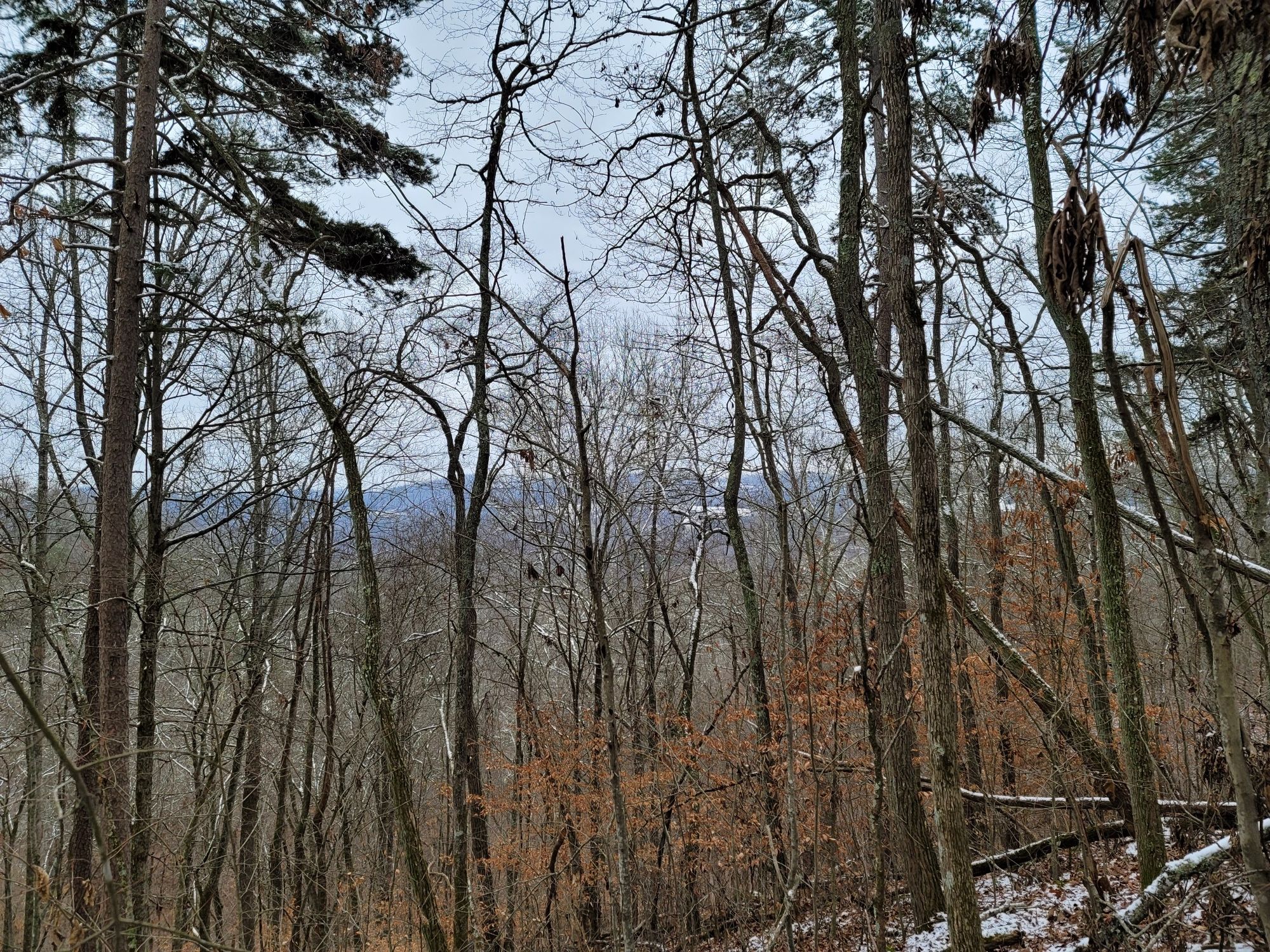 Dense forest of bare trees on a hillside, distant hills under a cloudy sky. - Big Ridge State Park loop from Big Ridge State Park