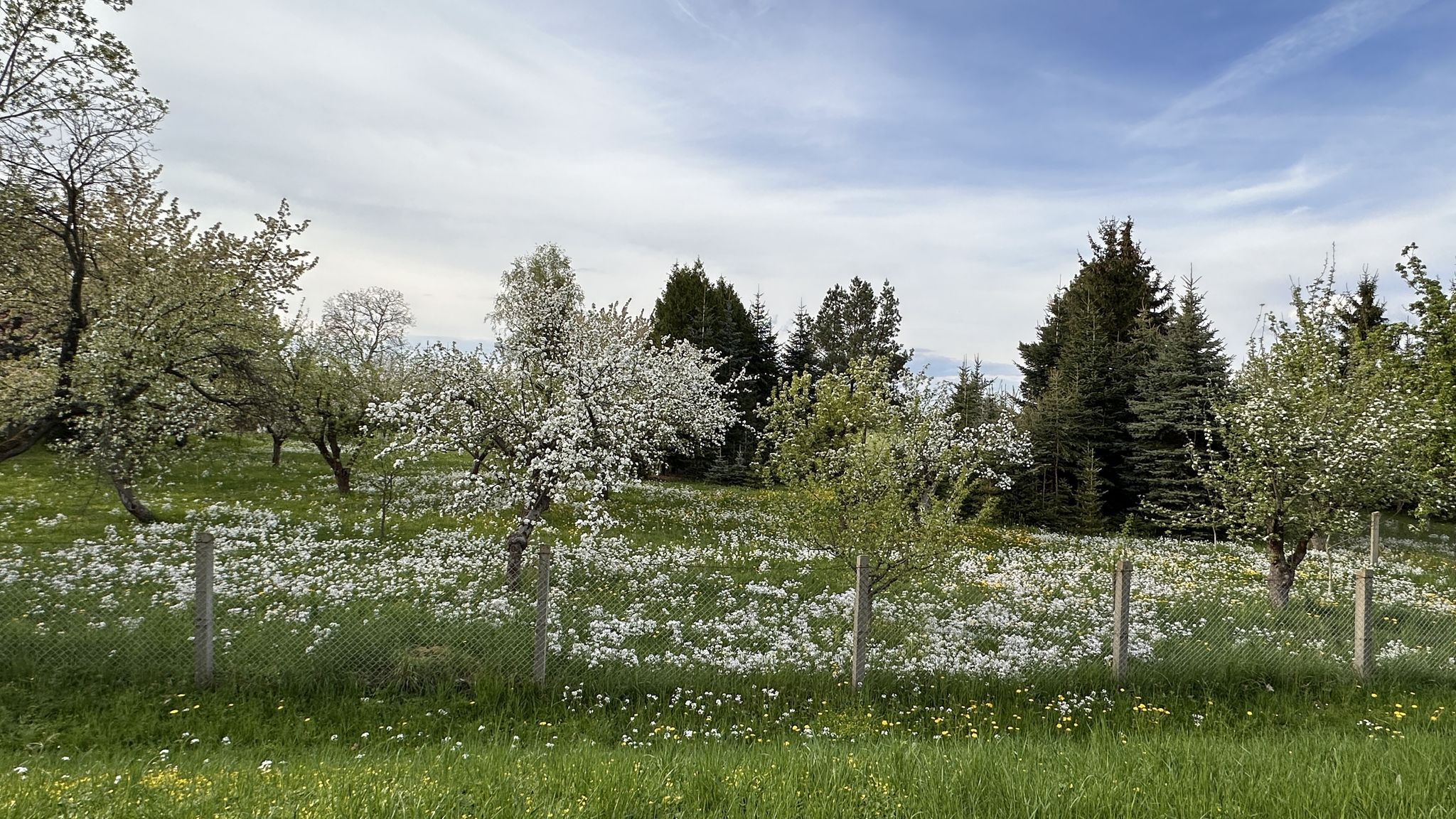 unglaublich, dieses weiße Blütenmeer (Kirschblüte und Wiesenschaumkraut)