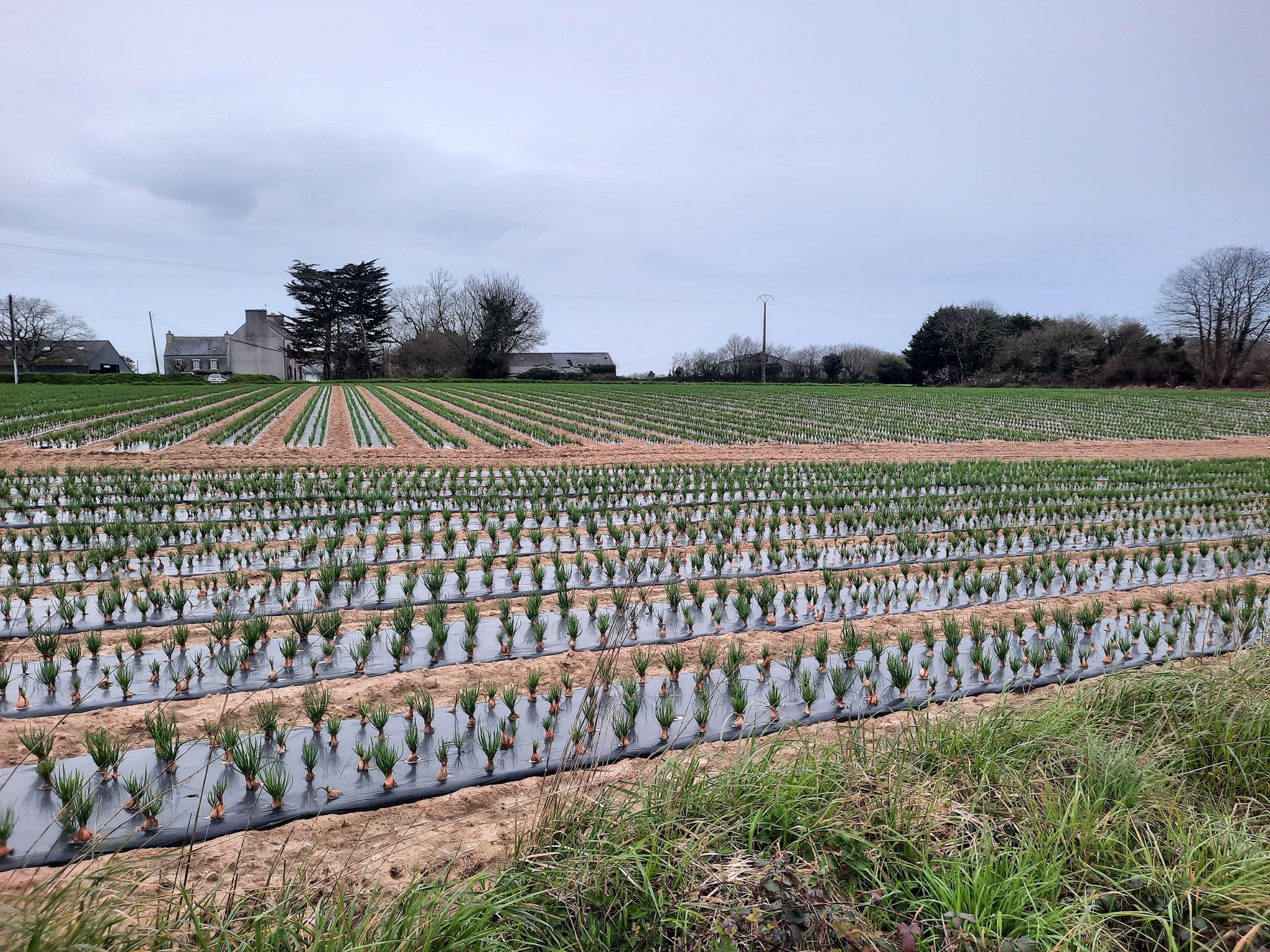 de franse uien staan netjes in gelid