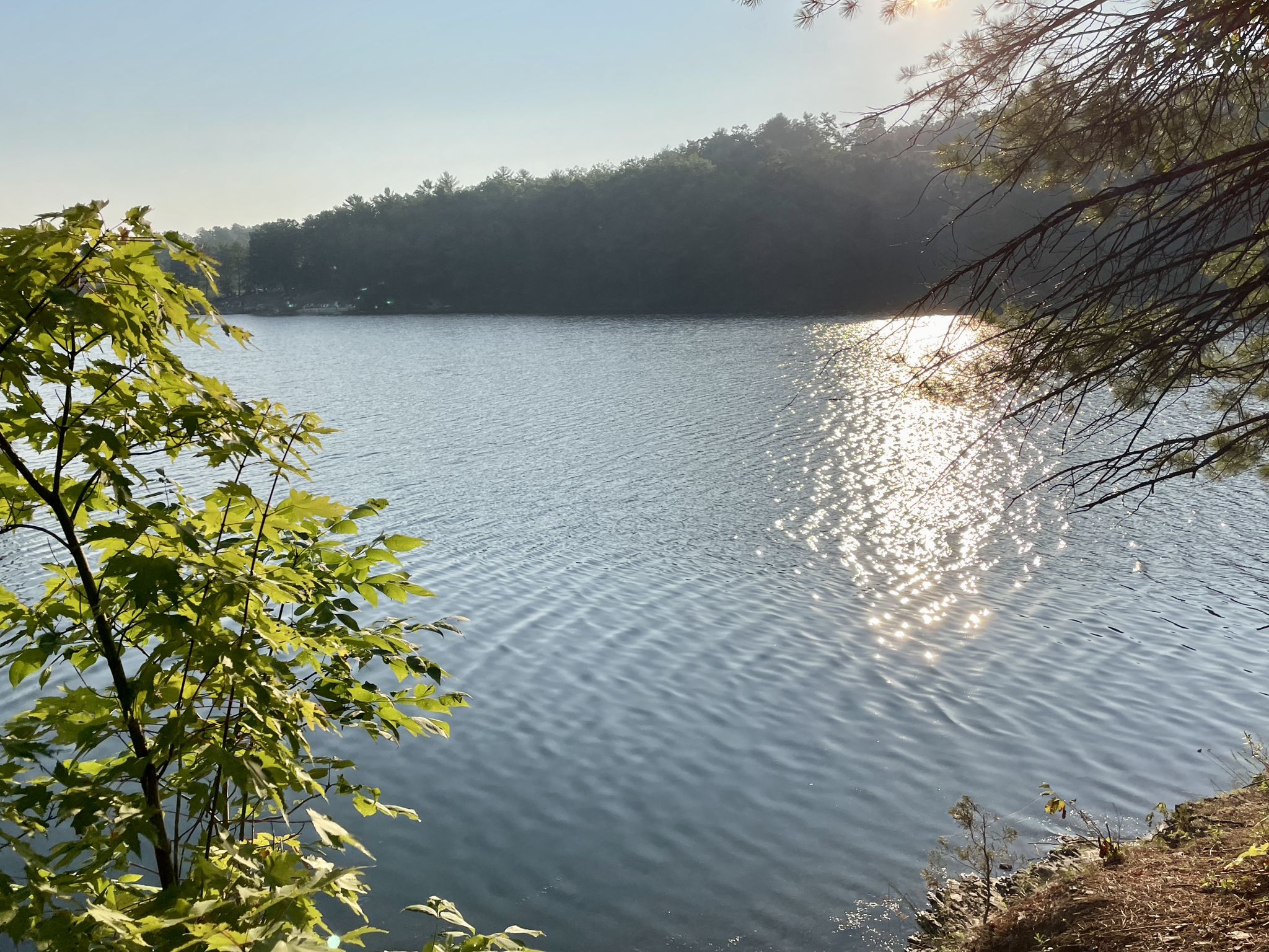 Sunny lake with sparkling water, surrounded by green trees and distant forest. - Lake Laura Trail Loop
