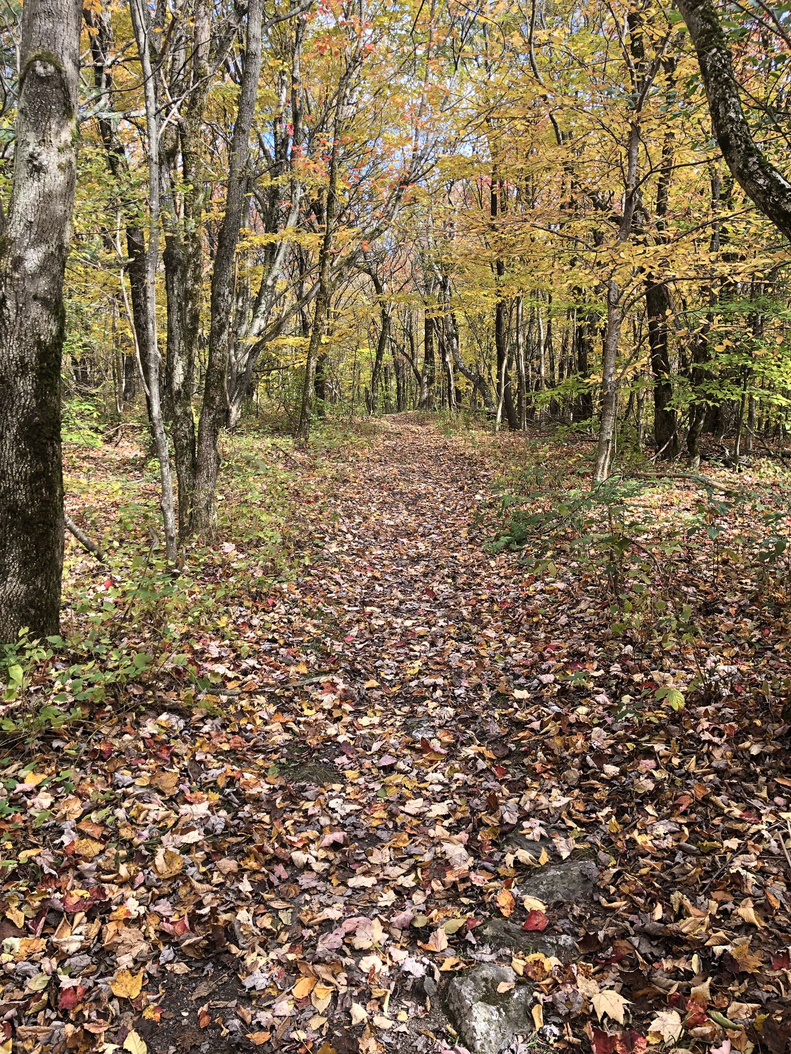 Forest path covered in colorful autumn leaves, leading into the woods. - Welcome to Hopkins Forest – White Rocks loop from Berlin Road, Berkshire Natural Resources Council (BNRC)