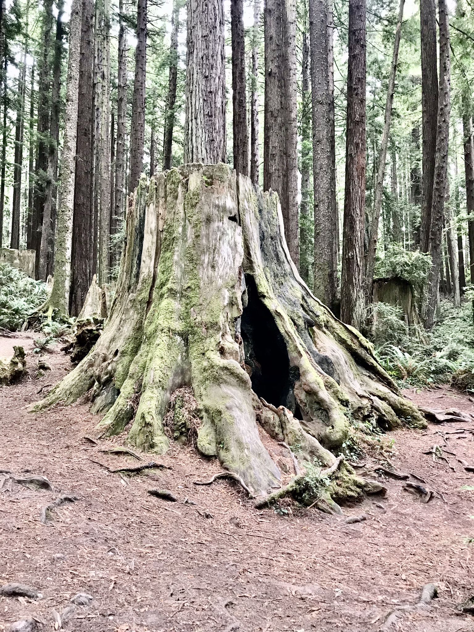 Large mossy tree stump with a hollow opening in a dense forest. - Running loop from Arcata