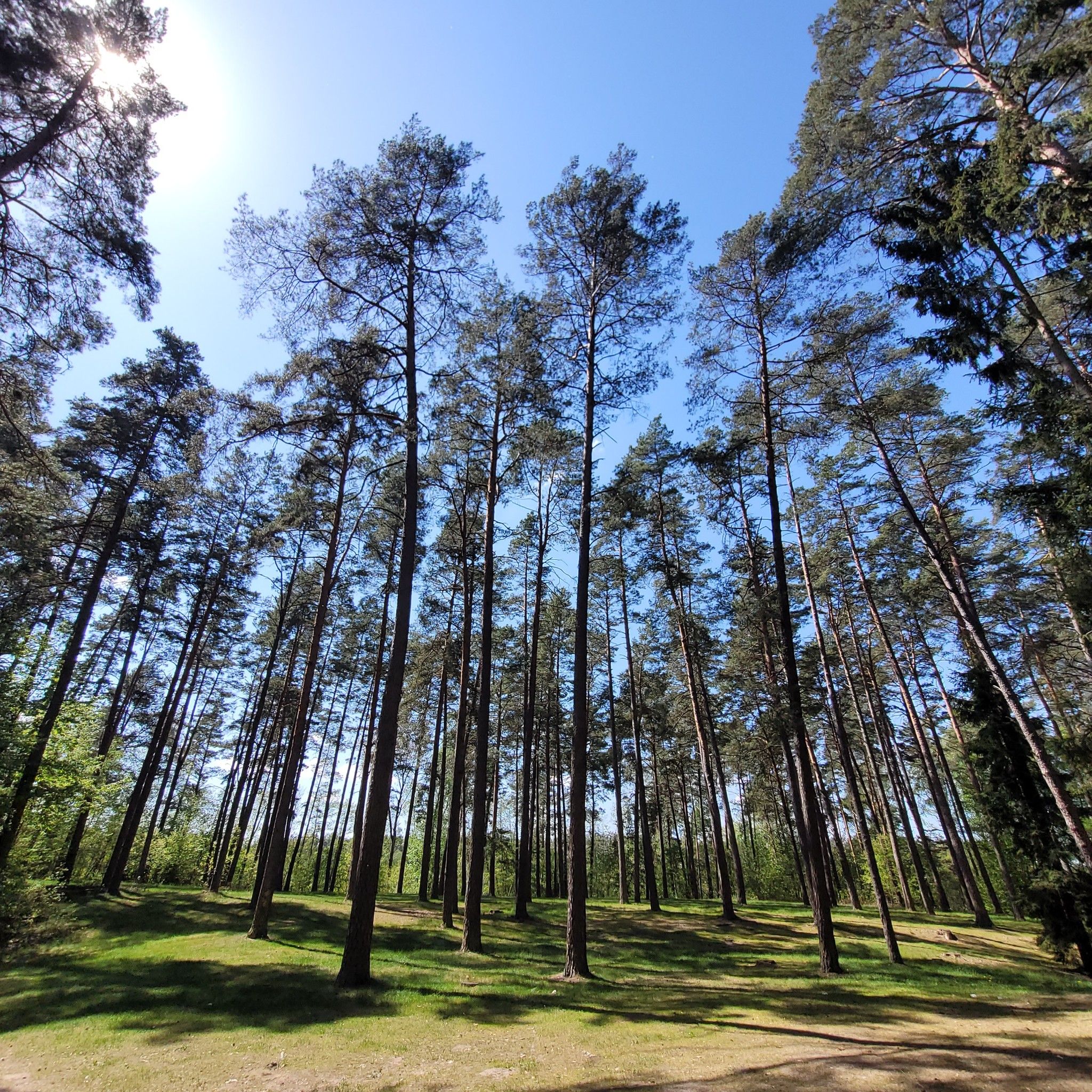 Wunderschöner, Alter Hochwald