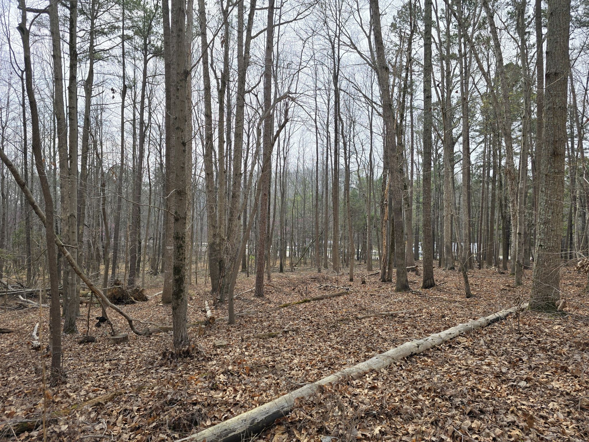 Bare trees in a dense forest with a fallen log on the leaf-covered ground. - Gold Park – Riverwalk Bridge loop from Orange County