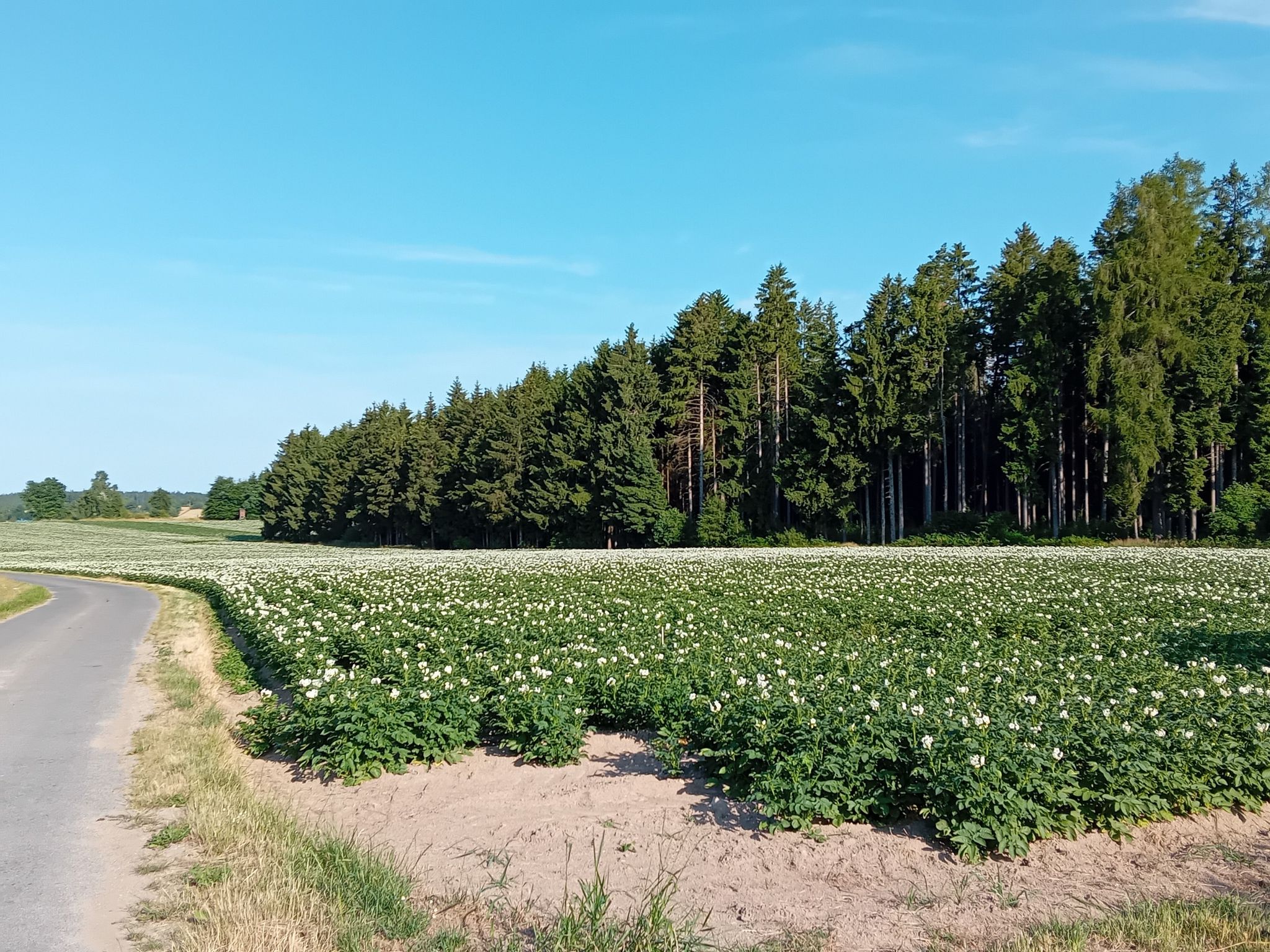 Tag 19: Frittenacker vor Tannenwald, bei strahlendem Sonnenschein.