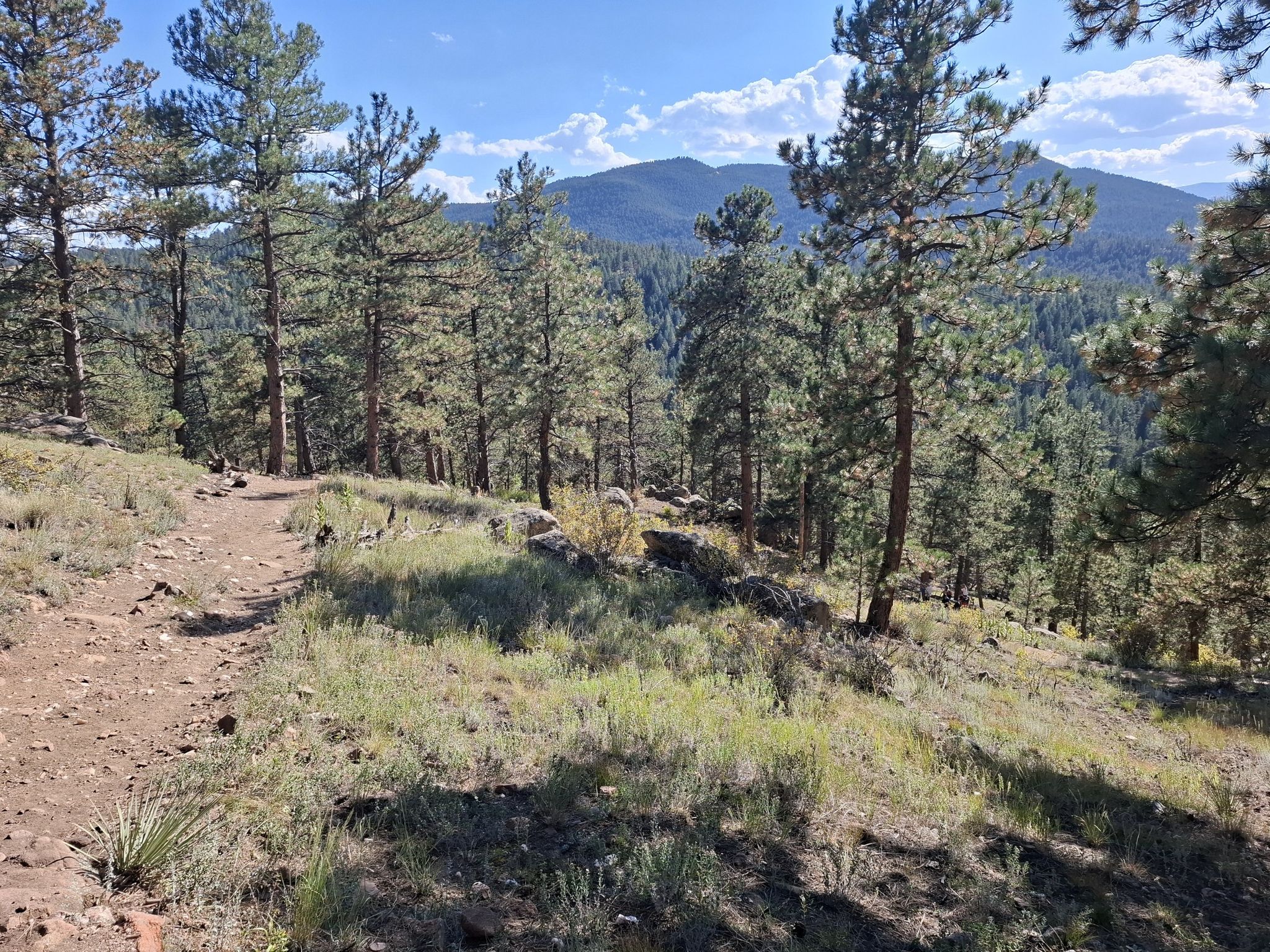 Sunny hillside trail through pine trees, with distant mountains. - Bear Creek Trail to Panorama Point Loop