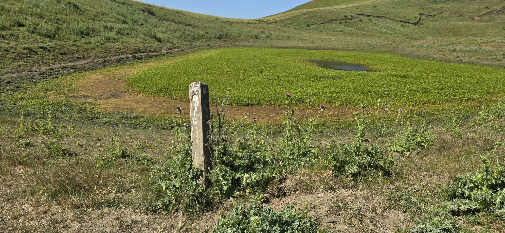 A wooden post stands in a green field with a small water puddle. - Alhambra Creek, Spengler Trail, and Lagoon Trail Loop