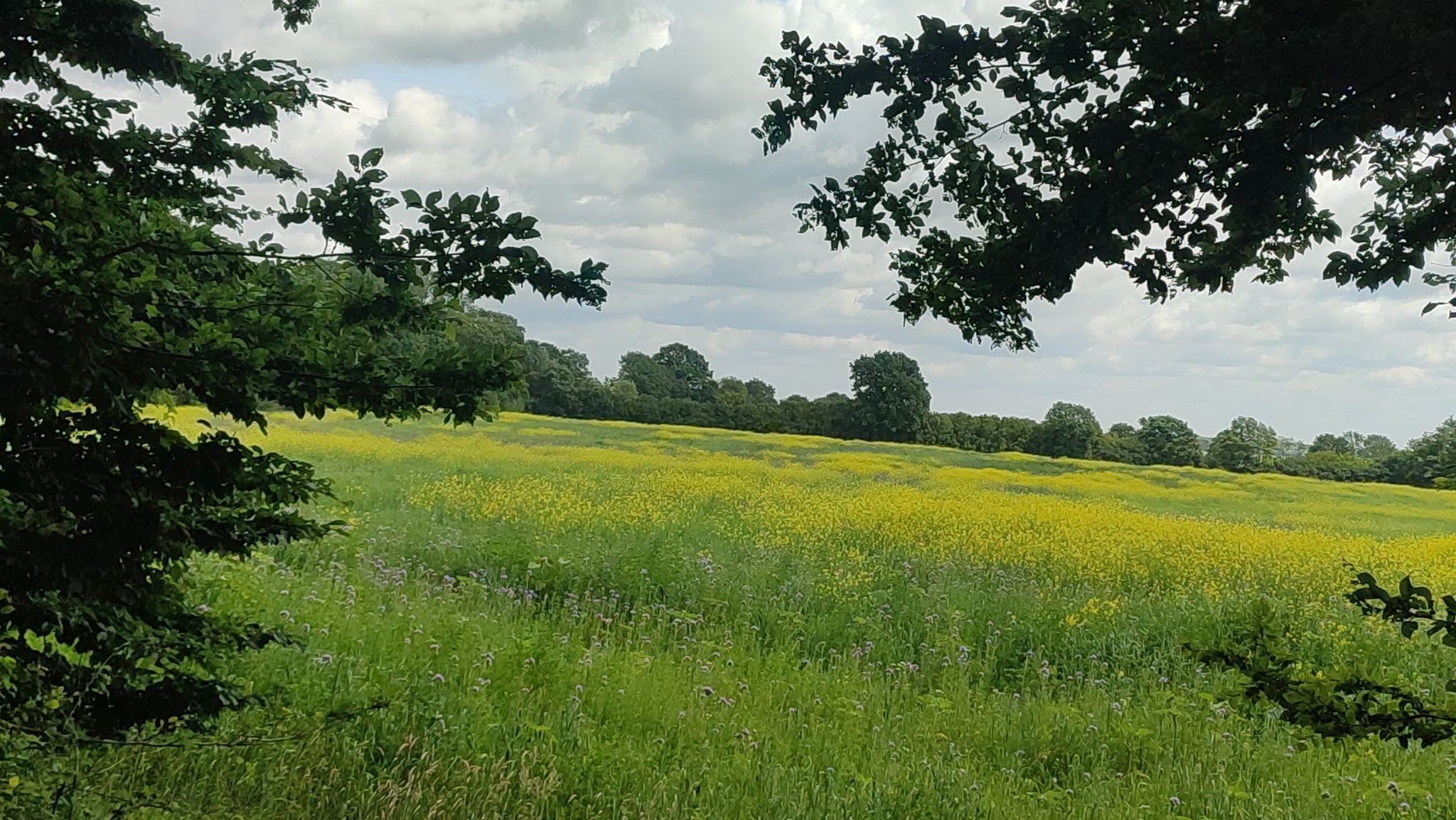 Vielfarbenes Rapsfeld