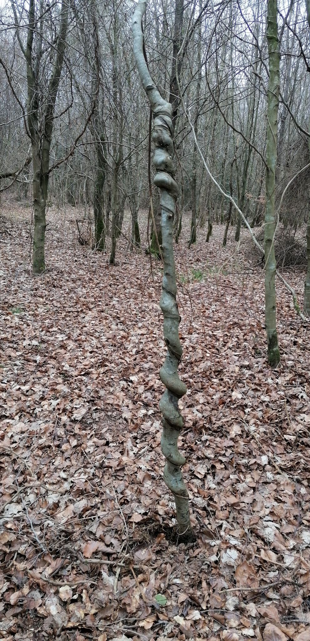 arbre bizarre