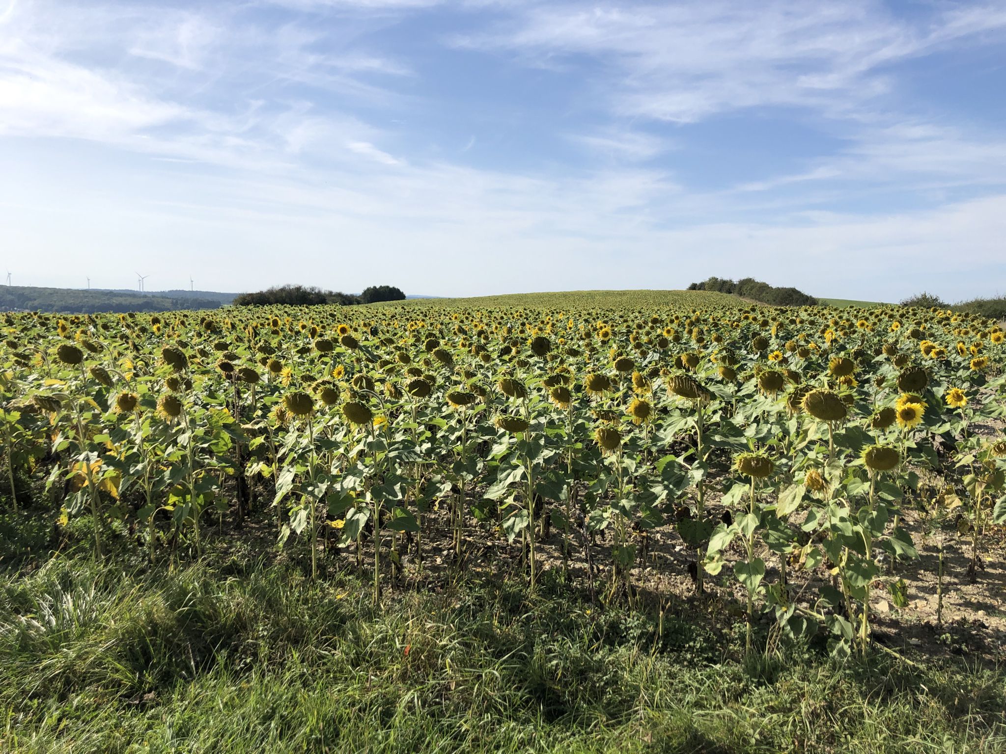 Sonnenblumenfeld bis zum Horizont 