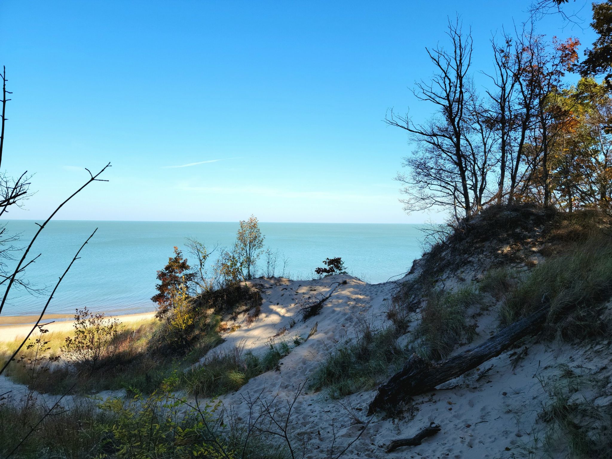 Sandy dunes with bare trees overlook tranquil blue water under a clear sky. - Beach Trail, Trail 4, Trail 10 Loop