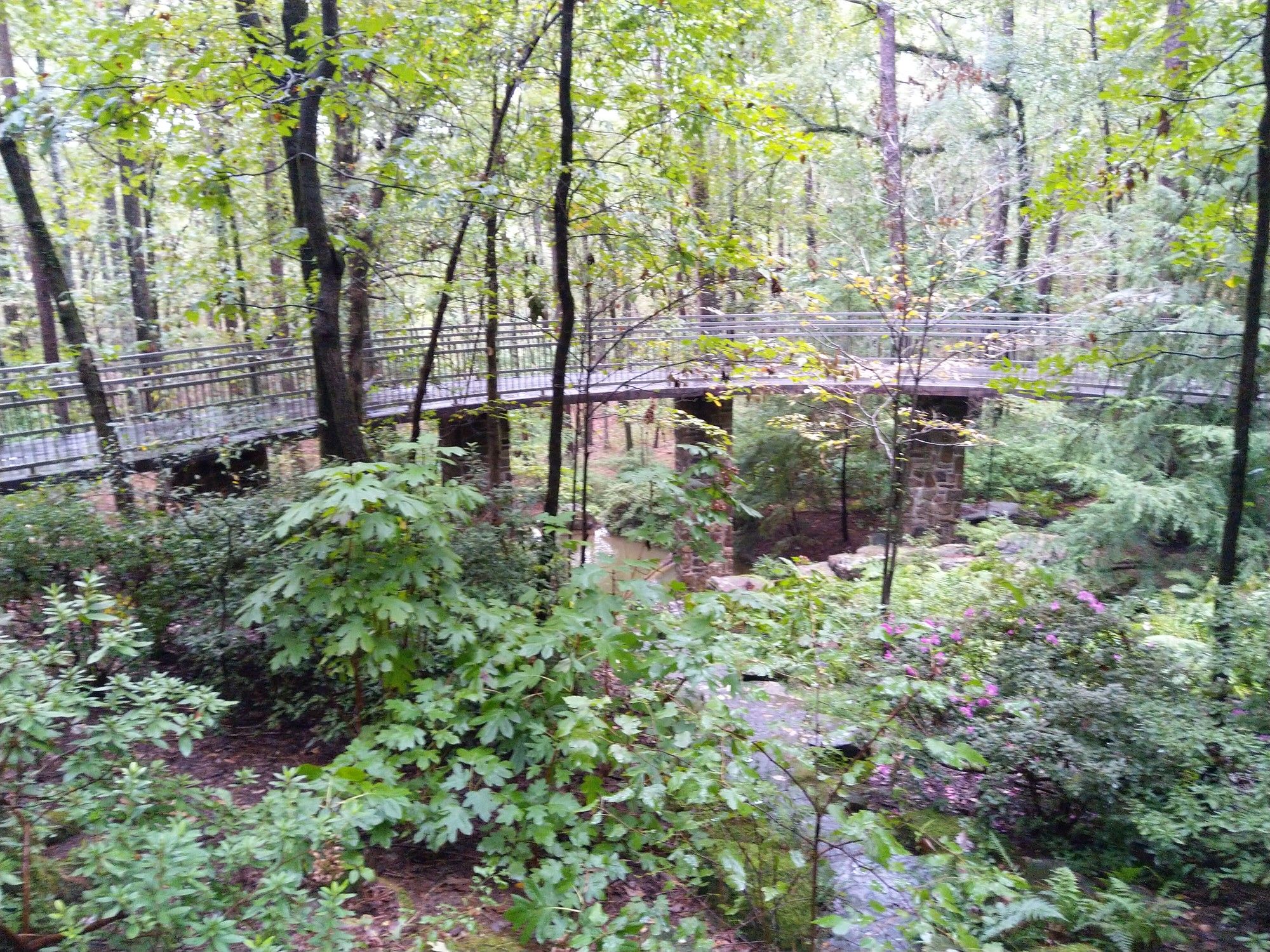 An elevated pedestrian bridge winds through a dense, green forest. - Garvan Woodland Gardens Loop