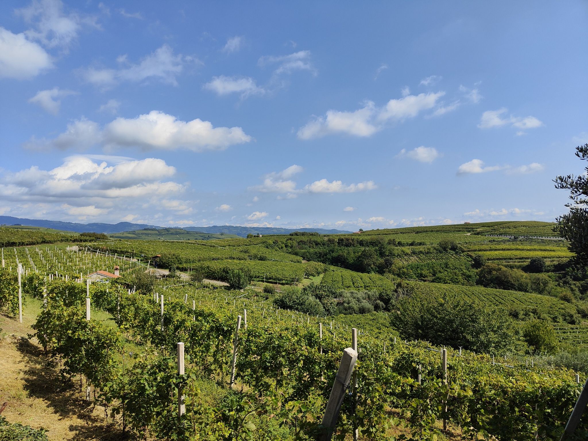 colline del soave