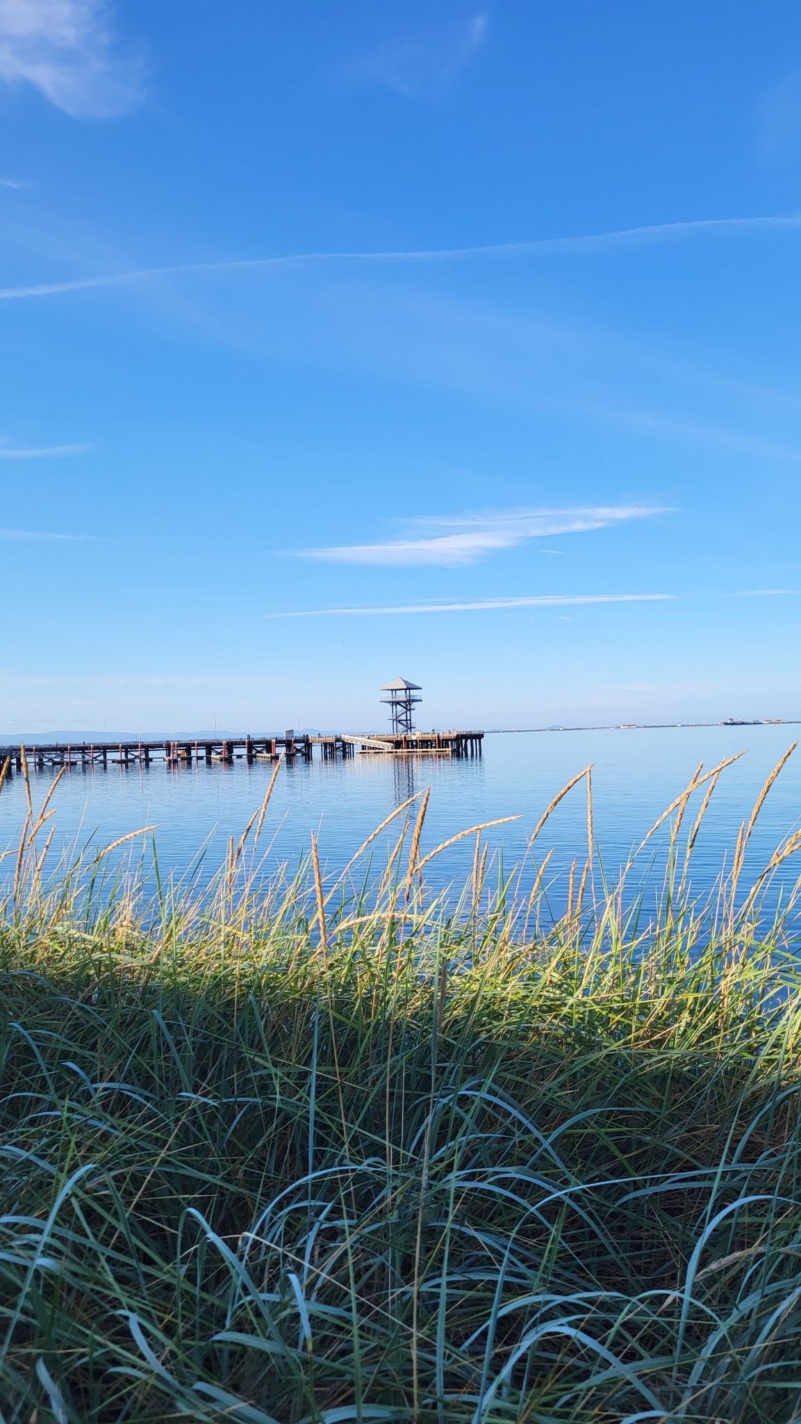 Calm blue water with a distant pier and structure, seen through tall foreground grass. - Olympic Discovery Trail: Port Angeles Waterfront