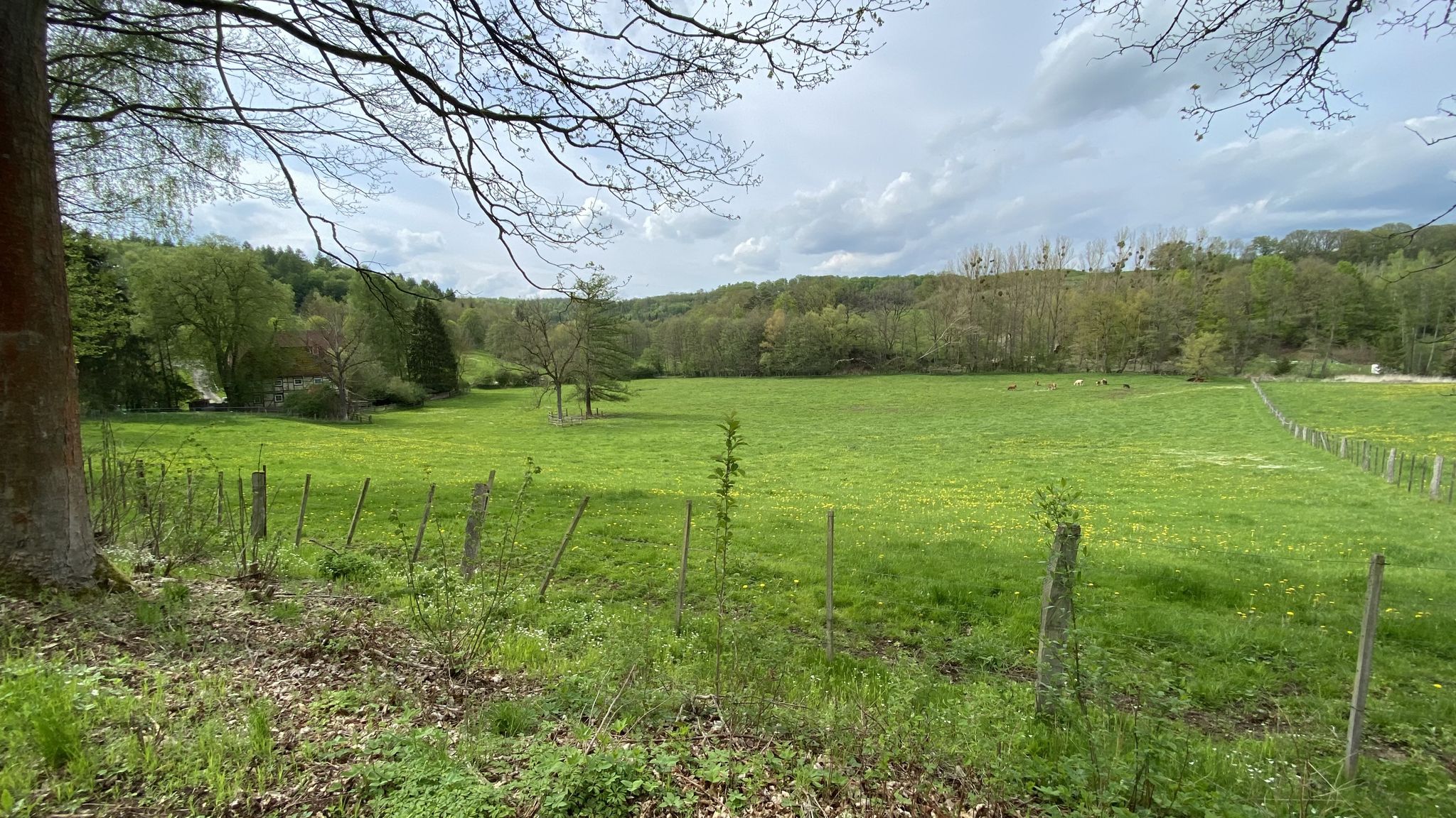 hübscher Hof und Wiese