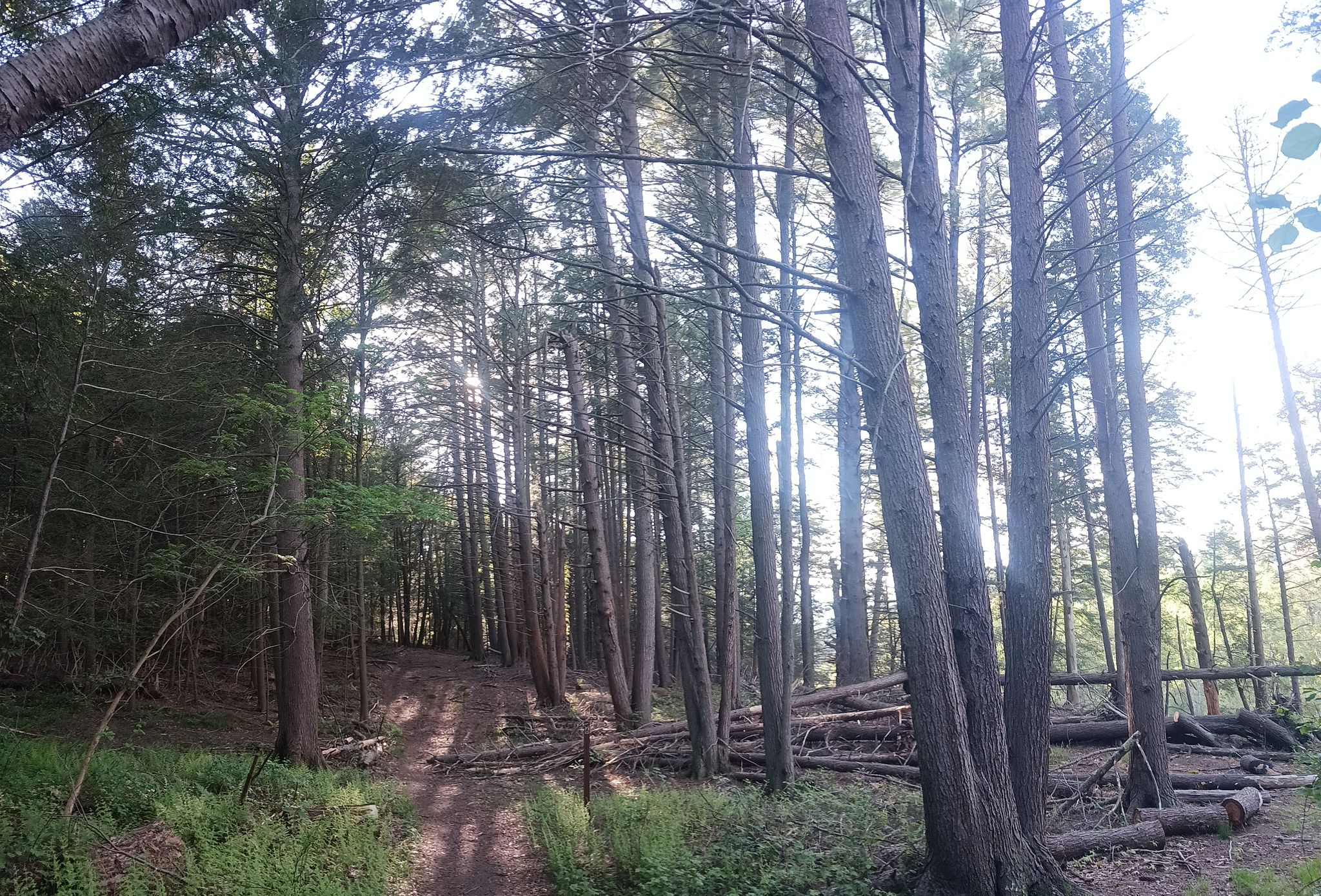 A sunlit forest path winding through tall trees and fallen logs. - Bay Circuit Trail, Moon Hill