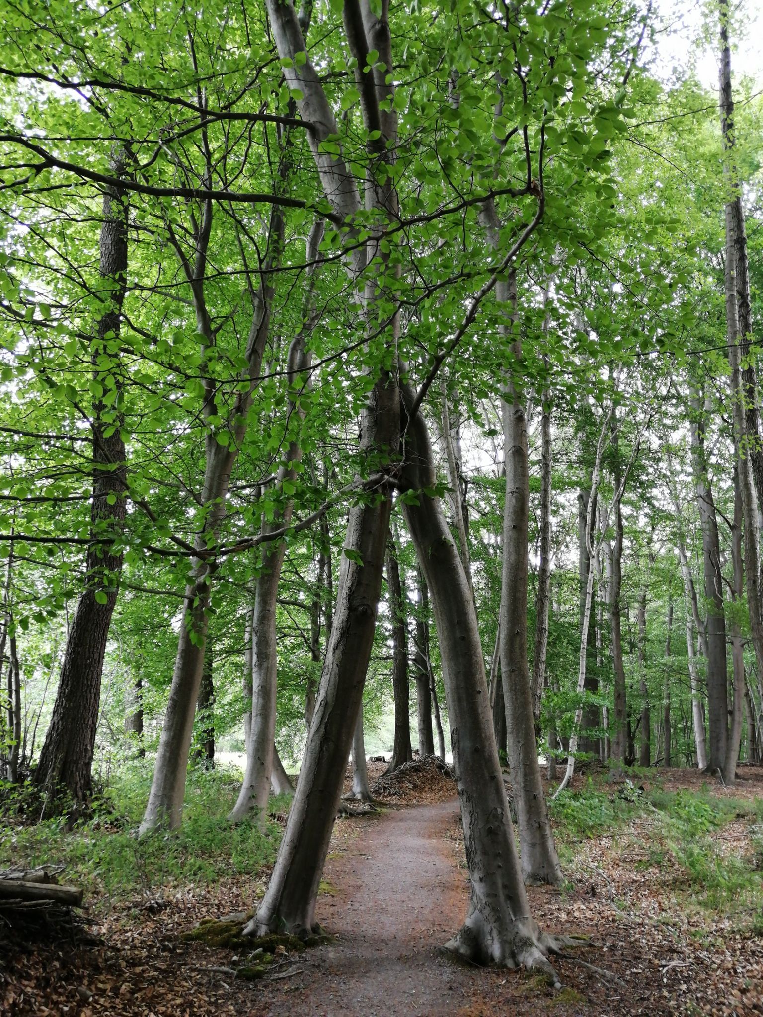 Baumumarmung