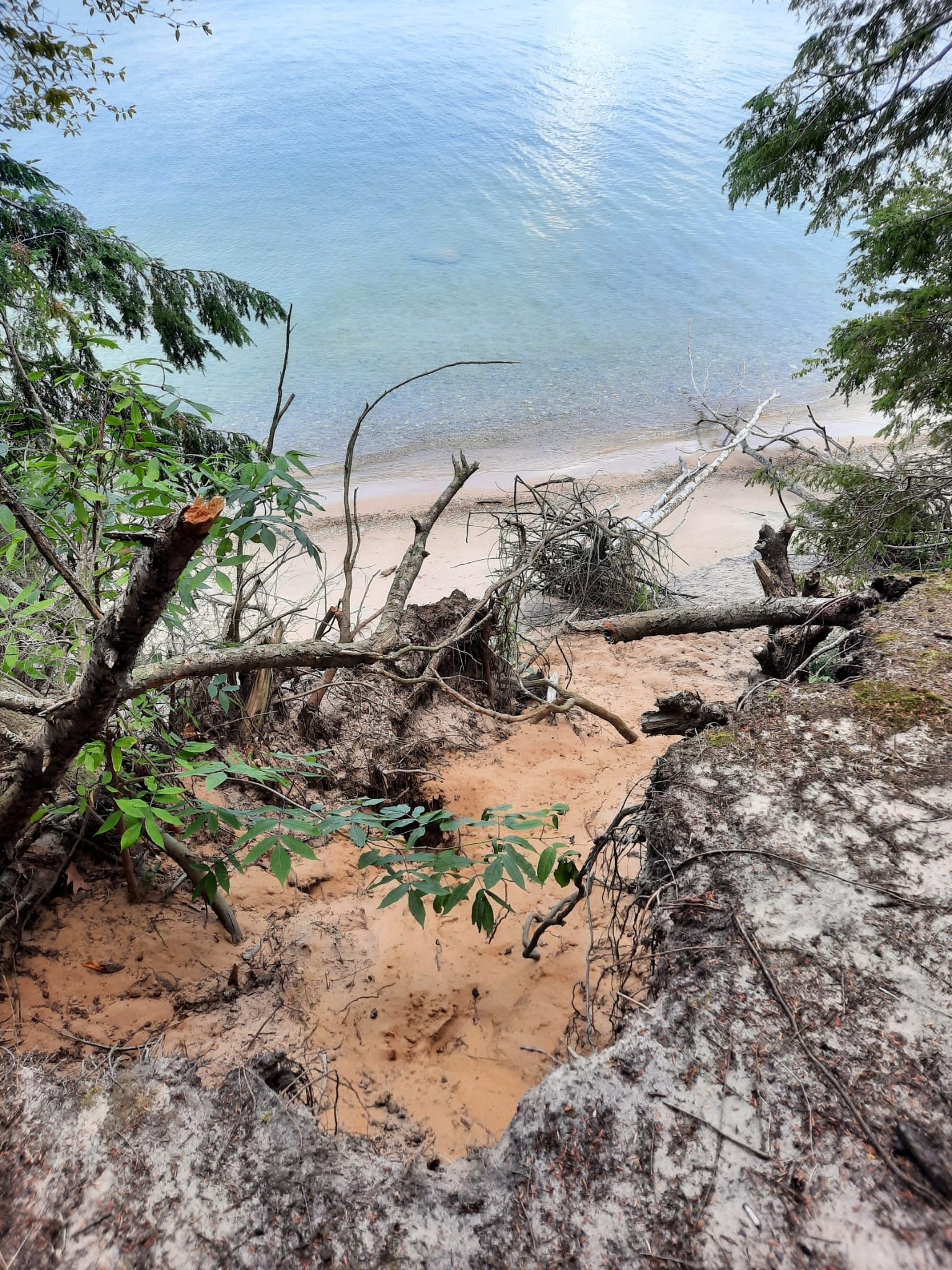 Steep sandy path descends to a clear water beach with fallen trees. - Old Mission Loop