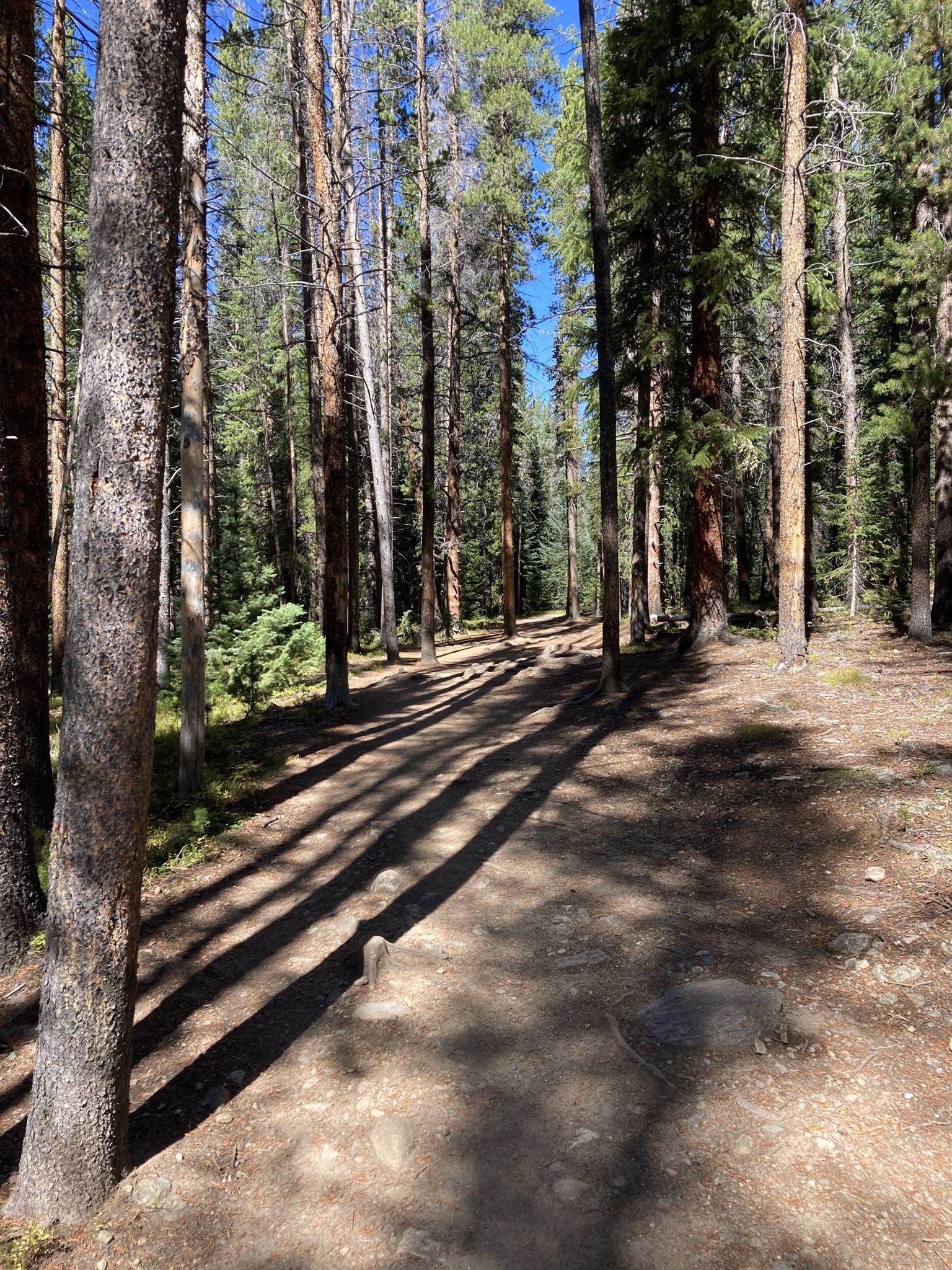 Sunny forest path with tall trees casting long shadows. - Lulu City via Colorado River Trail