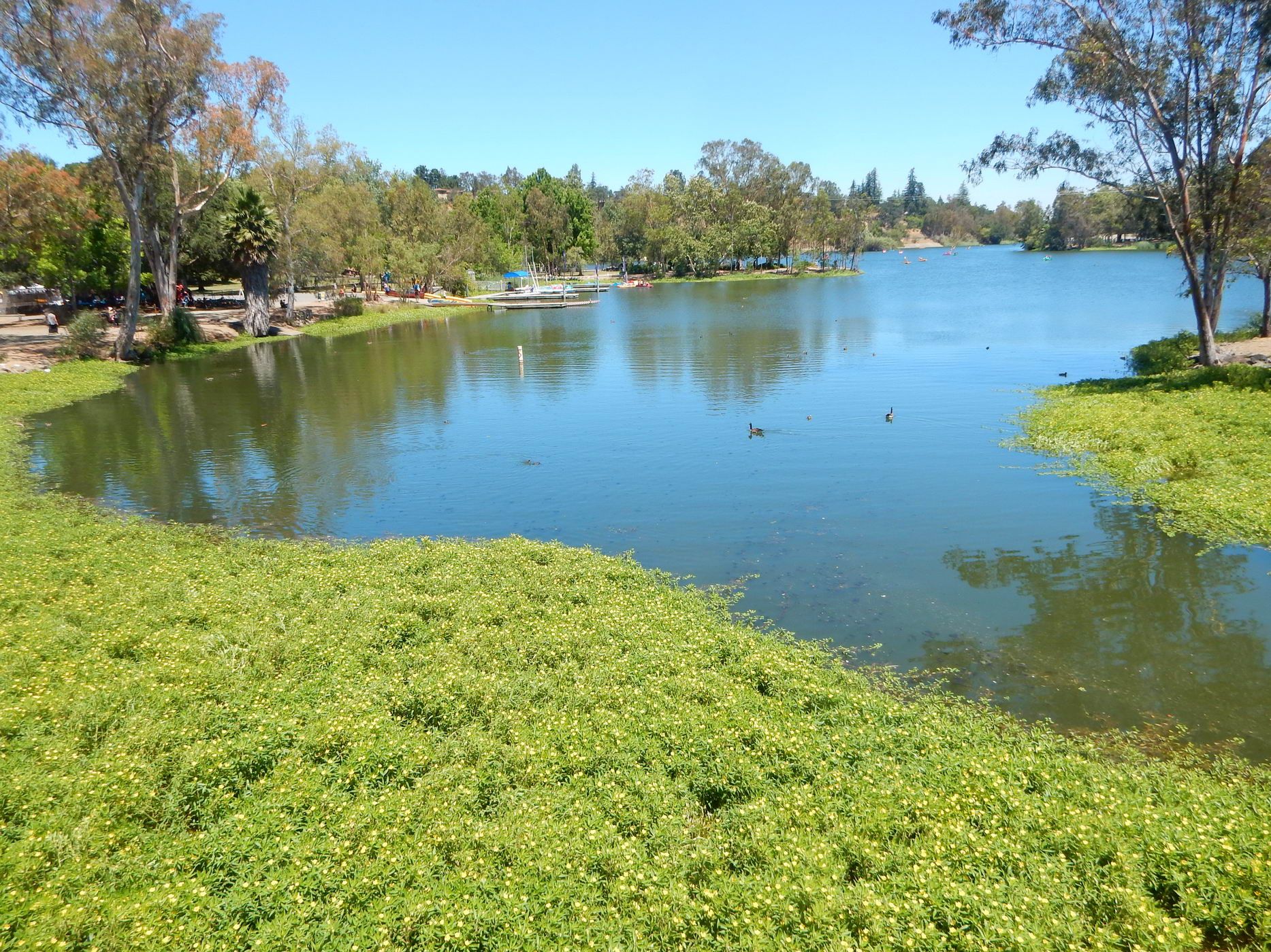 Sunny view of a calm lake surrounded by lush green banks and trees. - Vasona Reservoir via Los Gatos Creek Trail