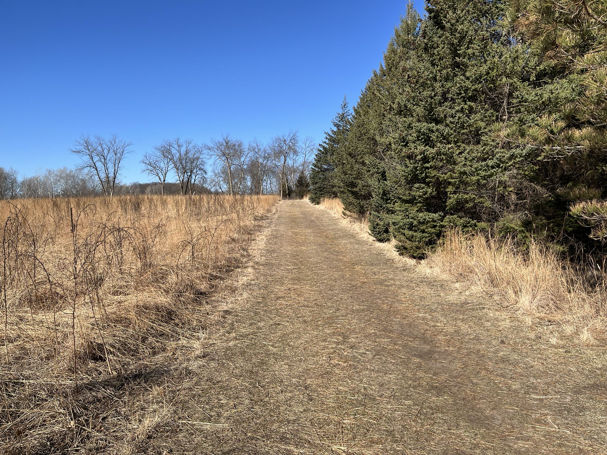 Straight dirt path between dry grass and evergreen trees under a clear blue sky. - Tamarack Nature Center loop from White Bear Township