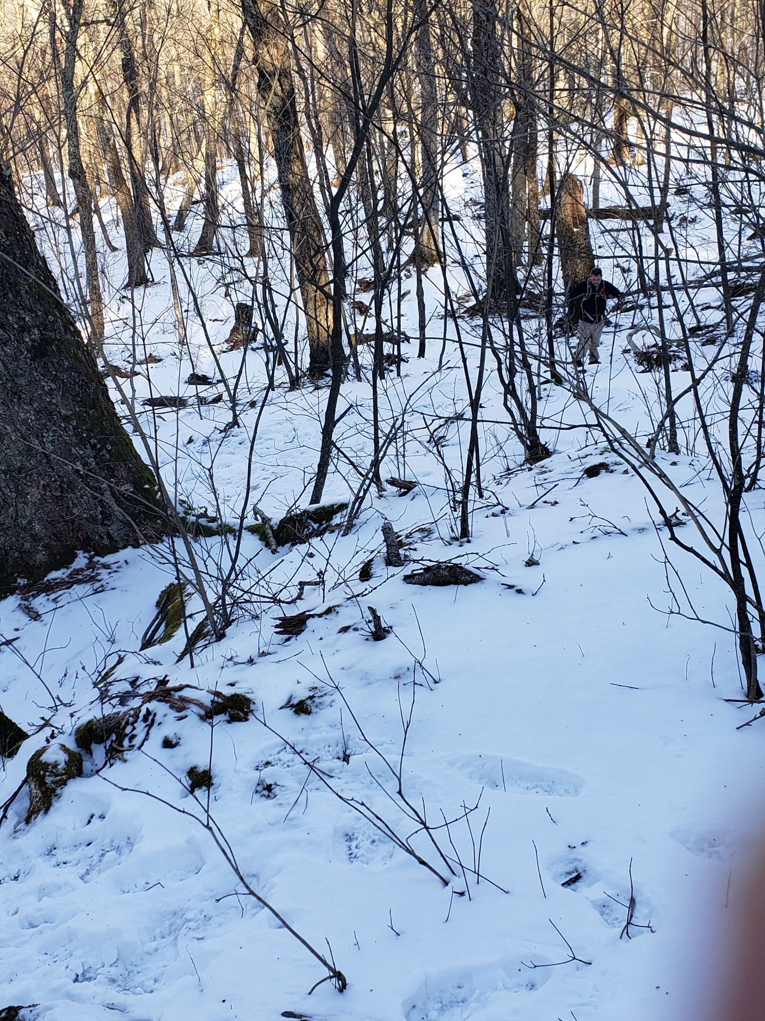 A person walks through a snow-covered forest with many bare trees. - Balsam Mountain Overlook via Oliverea Mapledale Trail loop
