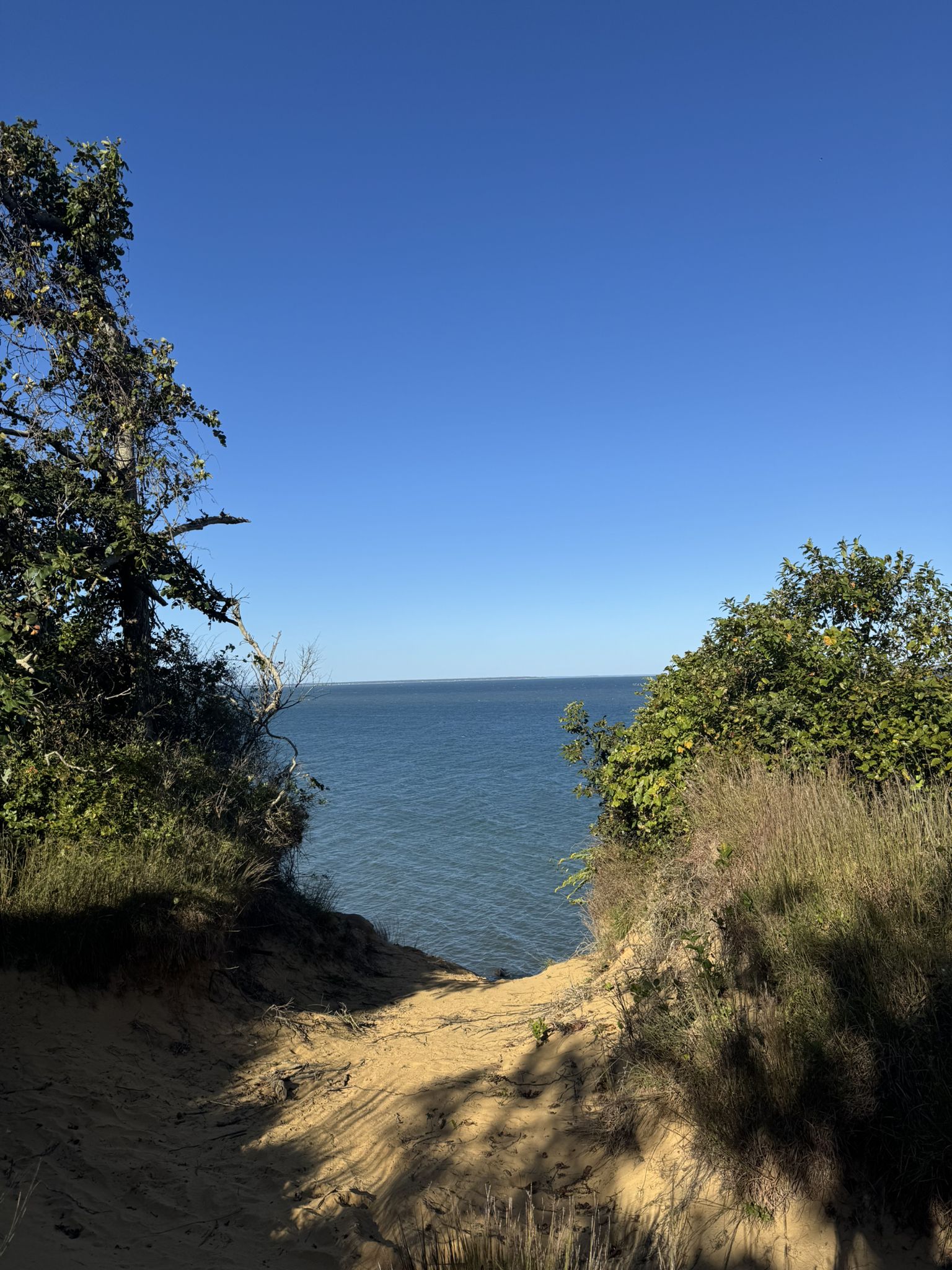A sandy path descends towards the calm blue ocean framed by trees. - Hither Hills West Overlook Trail