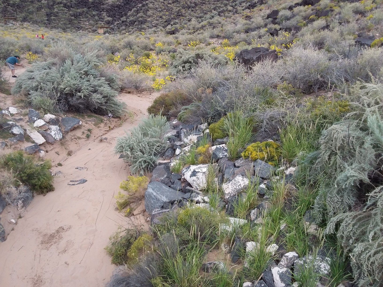 A sandy trail winding through desert rocks and green-yellow scrub brush. - Mesa Point Trail