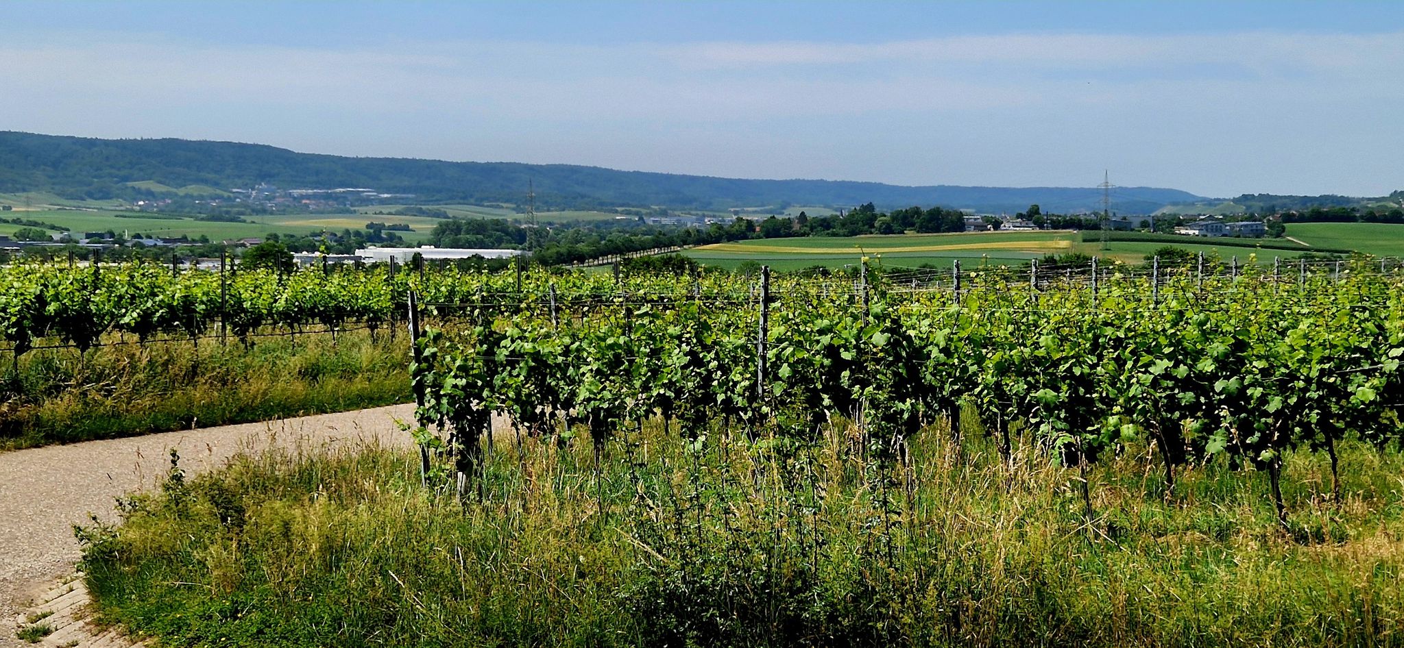 Oberhalb von Brackenheim