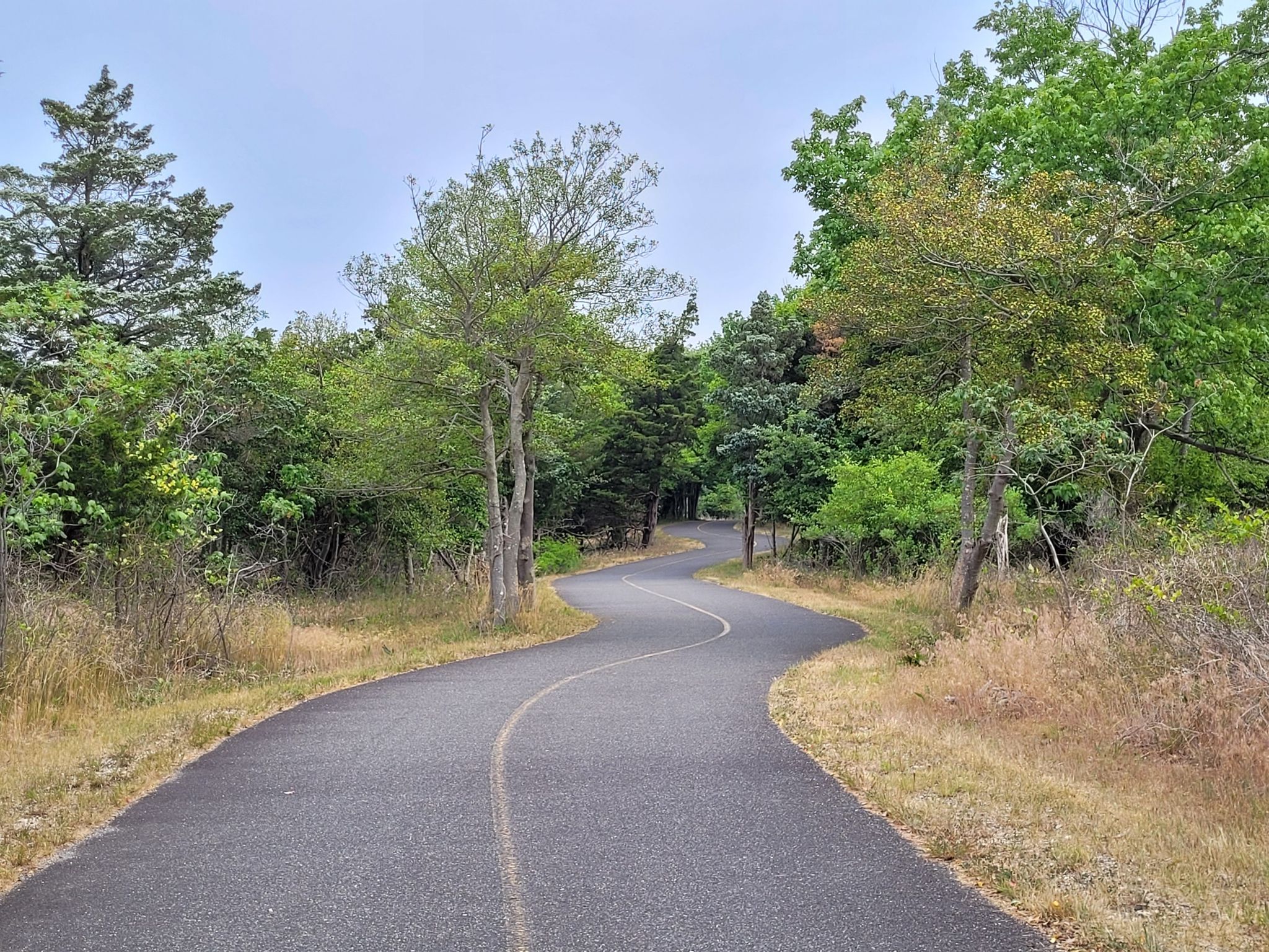 A winding paved road through lush green and brown trees and bushes. - Sandy Hook Multi-Use Path