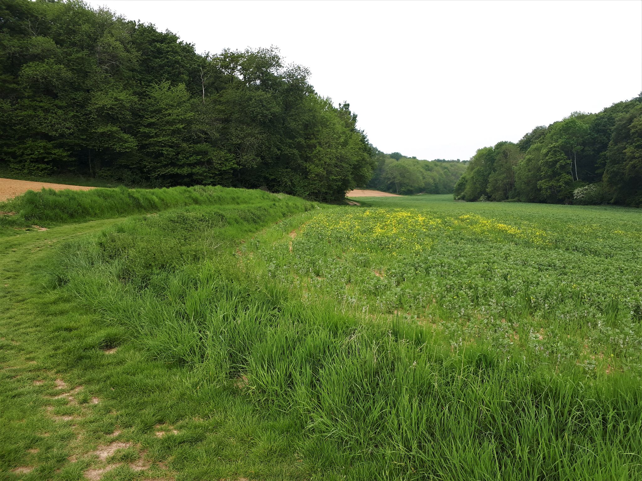 Vue sur le ravin du patrouillot