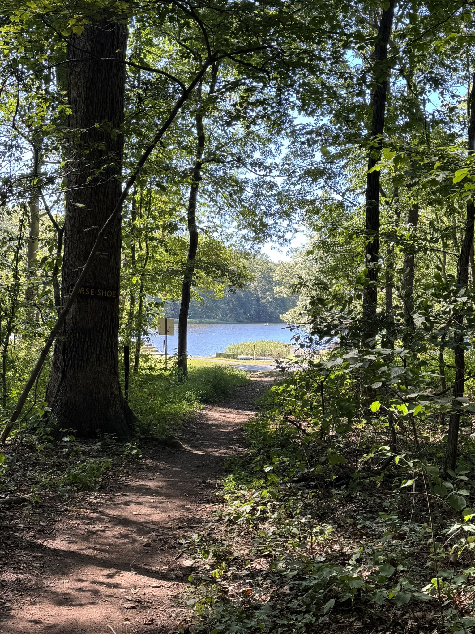 Shady forest path opening to a bright lake view through green trees. - Boon Trail loop from Hopewell Tract