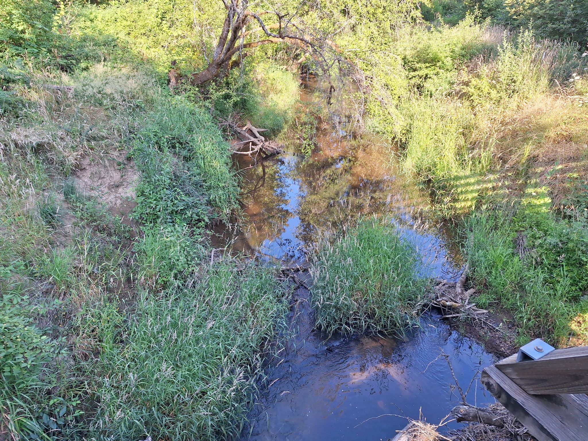 Small stream flowing through dense green vegetation and fallen logs. - Banks-Vernonia State Trail loop from Banks