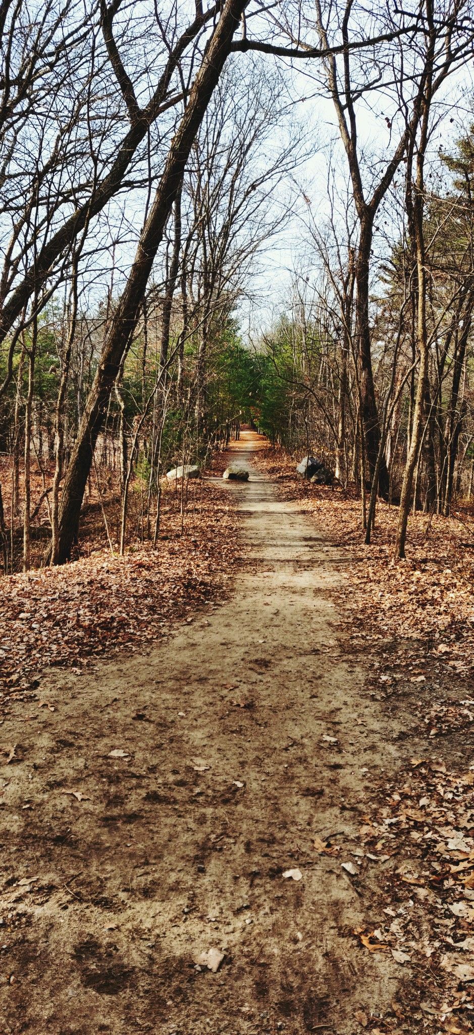 A dirt path through a forest of bare trees and fallen leaves under bright skies. - Lexington & Concord loop from Waltham via Battle Road Trail & Minuteman Bikeway