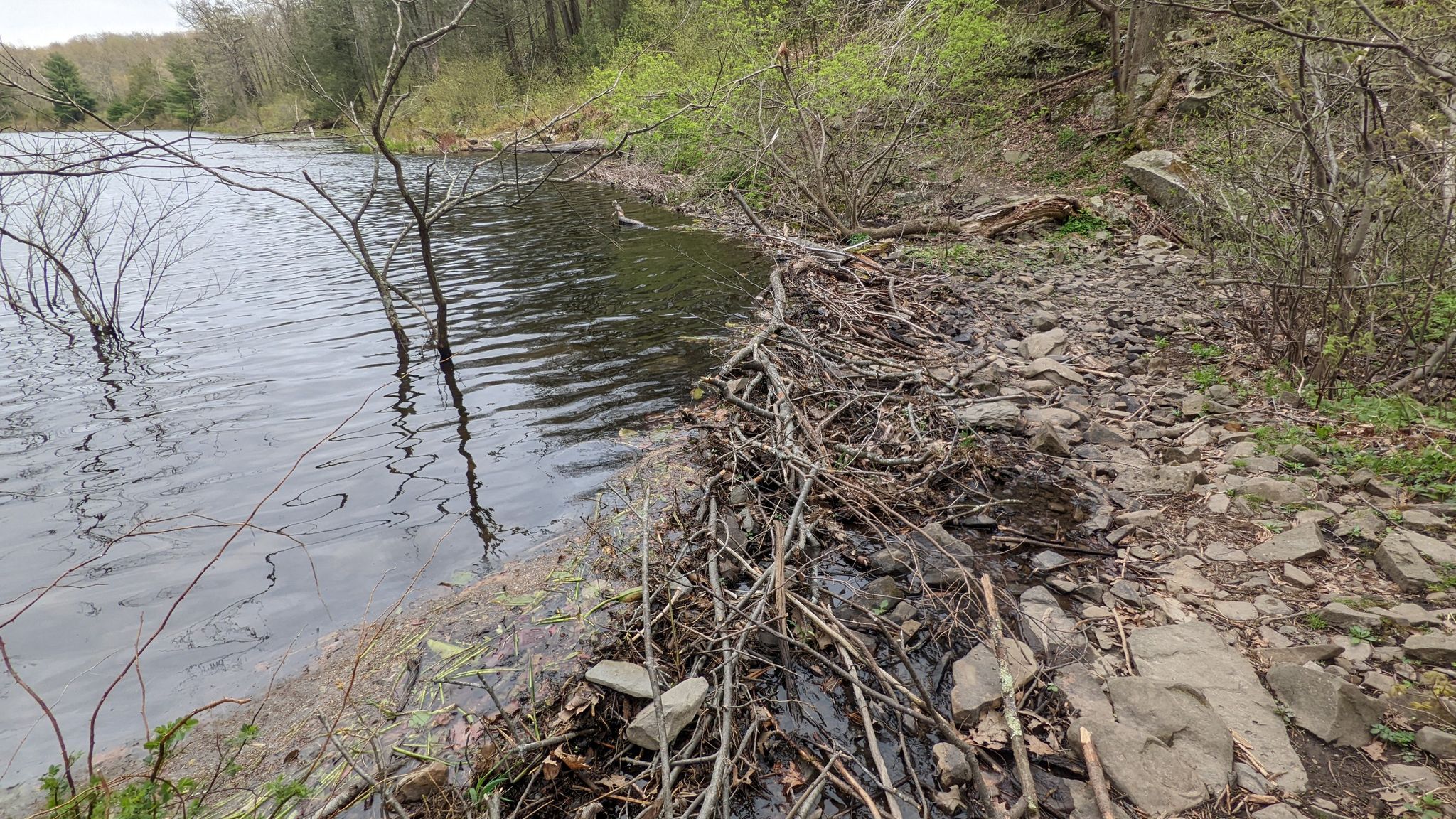 Dark lake water meets a rocky shore with a large pile of branches. - Louisa Pond Orange Trail Loop