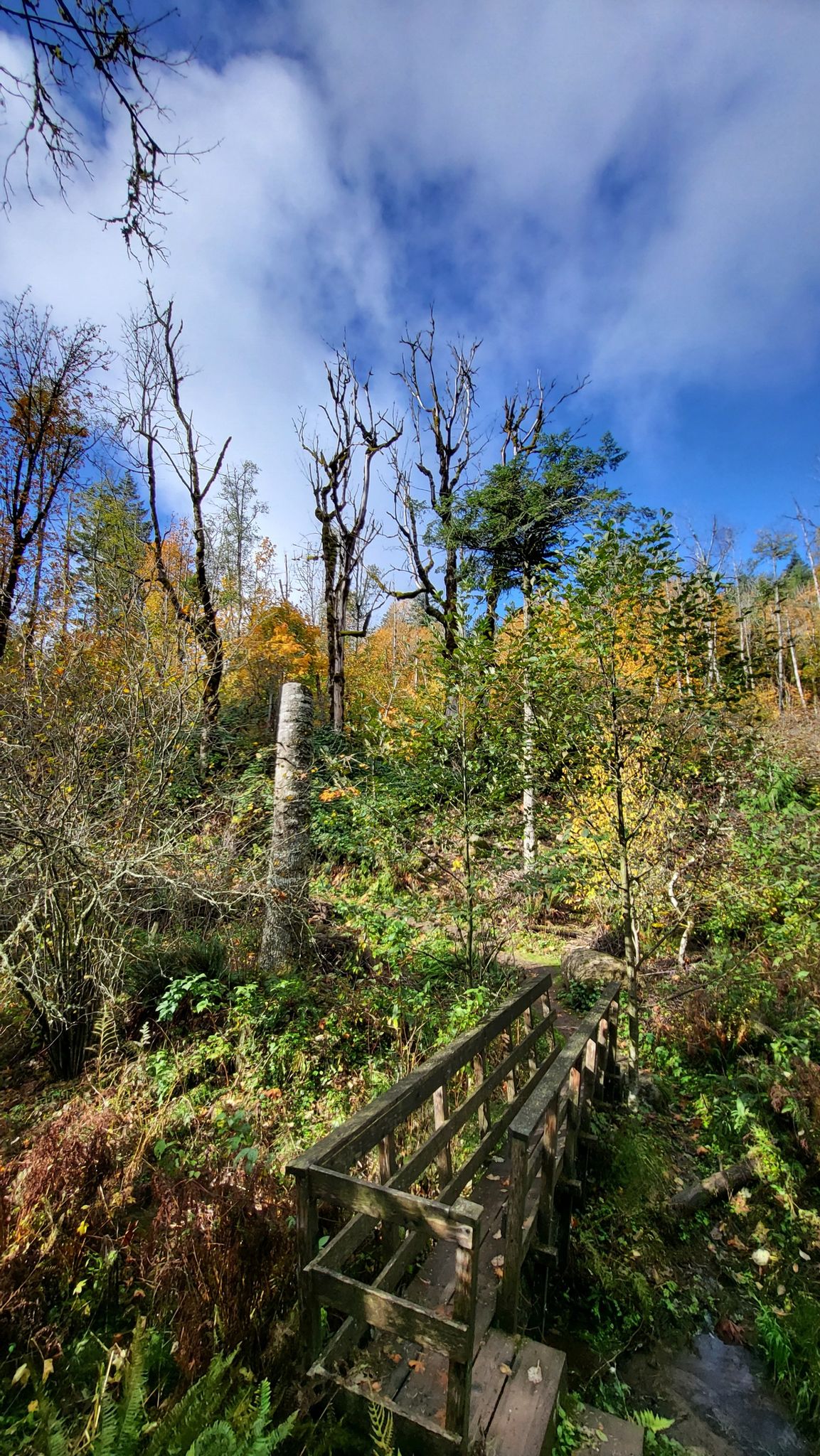 Wooden footbridge in a vibrant autumn forest under a blue sky. - Cape Horn Trail