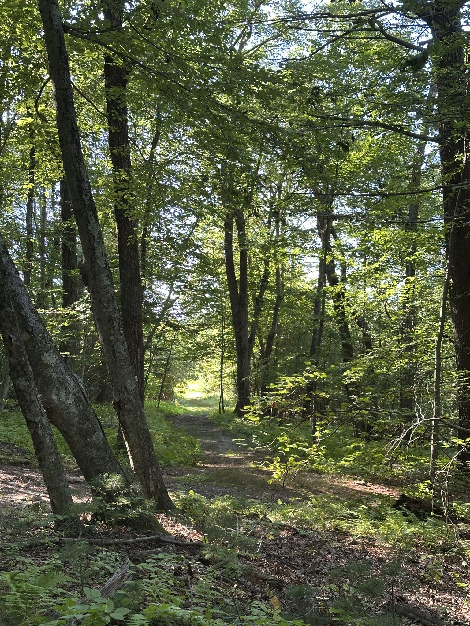 Sunlit forest path winding through dense green trees on a bright day. - Blue Hills Reservation – Walcott Path (Gravel Road) loop from Houghton's Pond