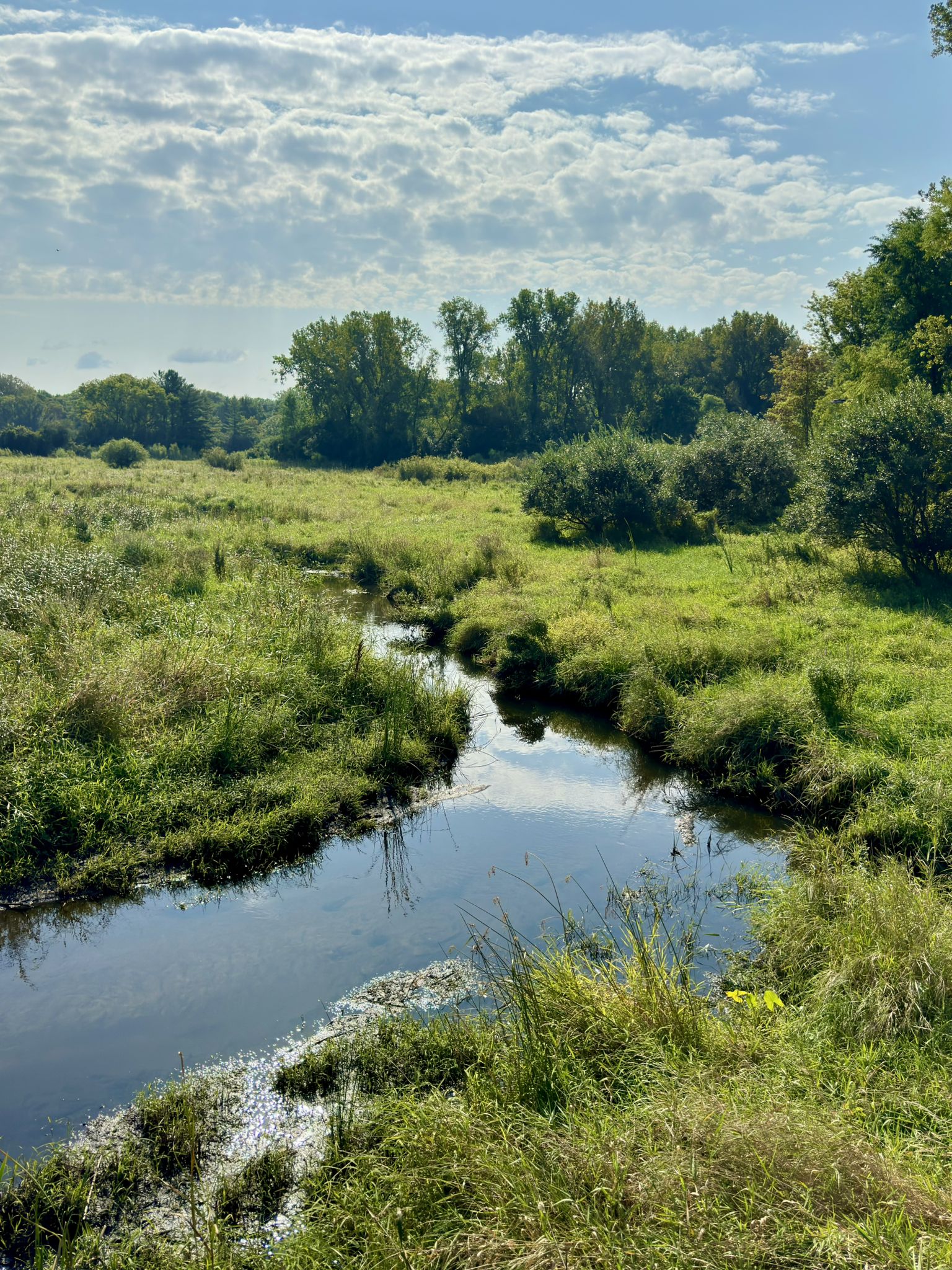 Winding stream through a lush green field with trees under a cloudy sky. - Nine Mile Creek and Bloomington Ferry Trail Loop