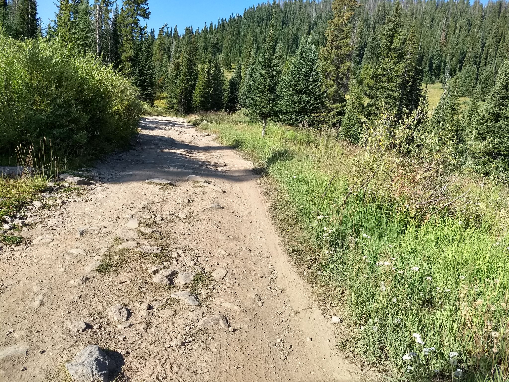 Rocky dirt road uphill through a sunny forest with green trees and wildflowers. - Great Divide Mountain Bike Route
