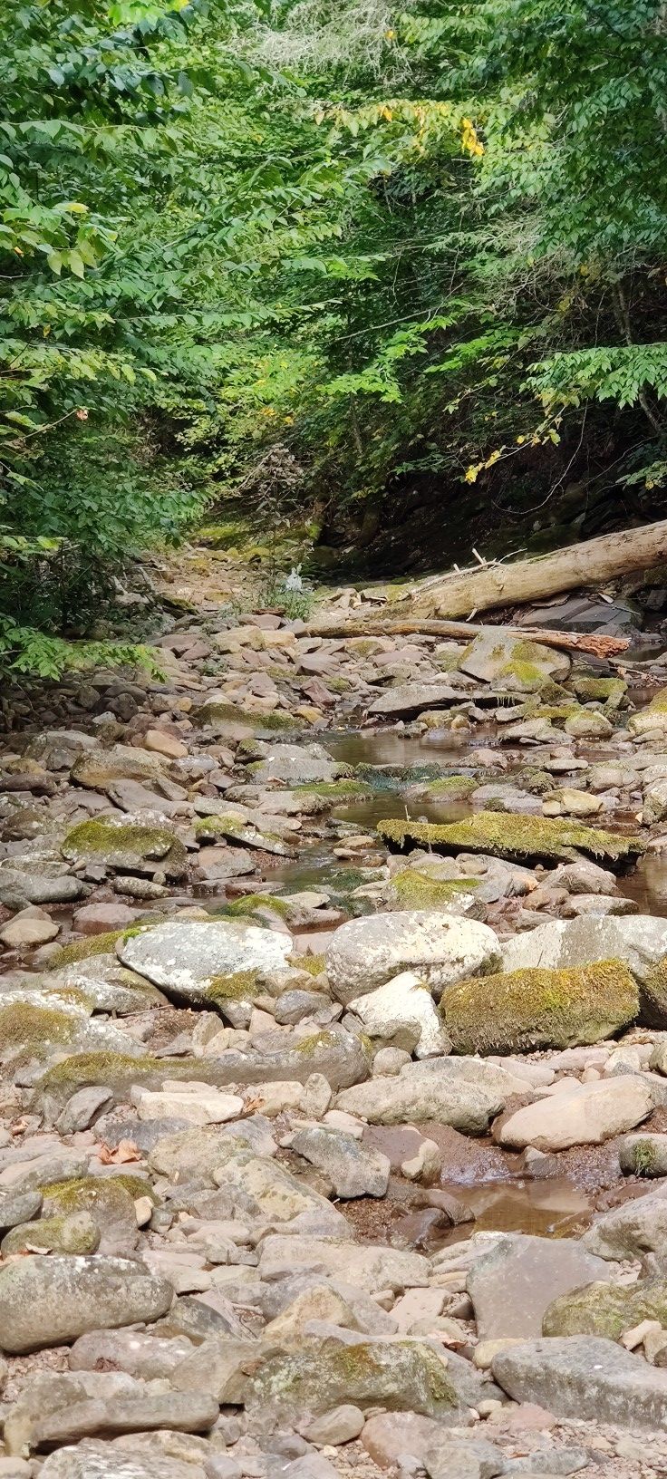 A rocky stream bed with a small stream flowing through a green forest. - Ramsey's Draft - Bald Ridge Loop