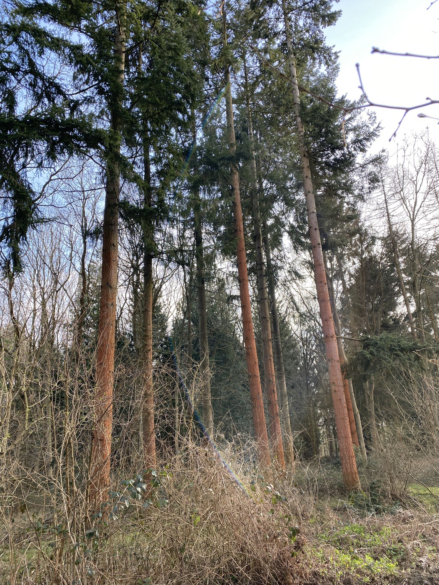 Red Bark Pines.