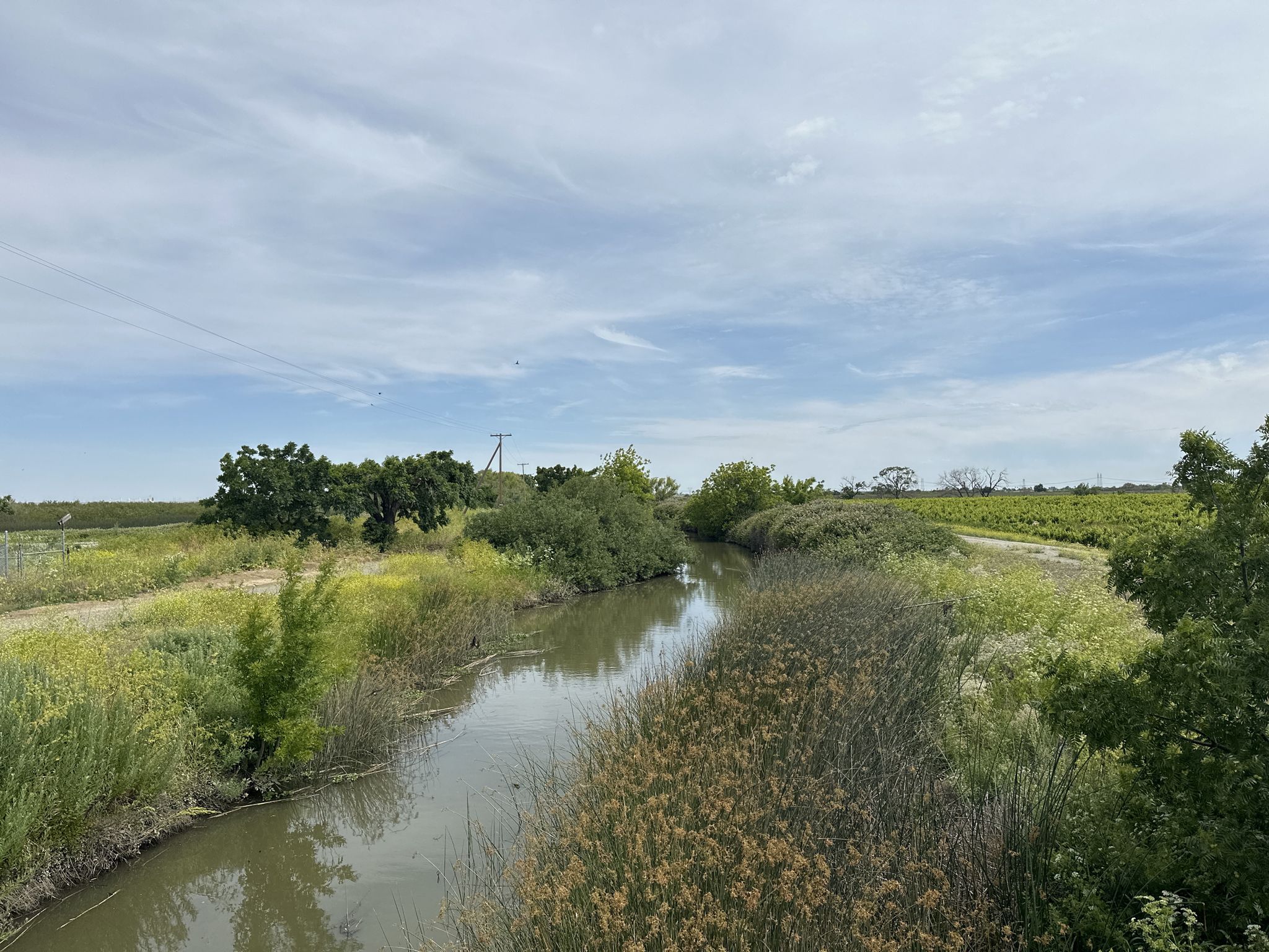 Narrow river flowing through lush green and yellow vegetation under cloudy sky. - Marsh Creek Regional Trail