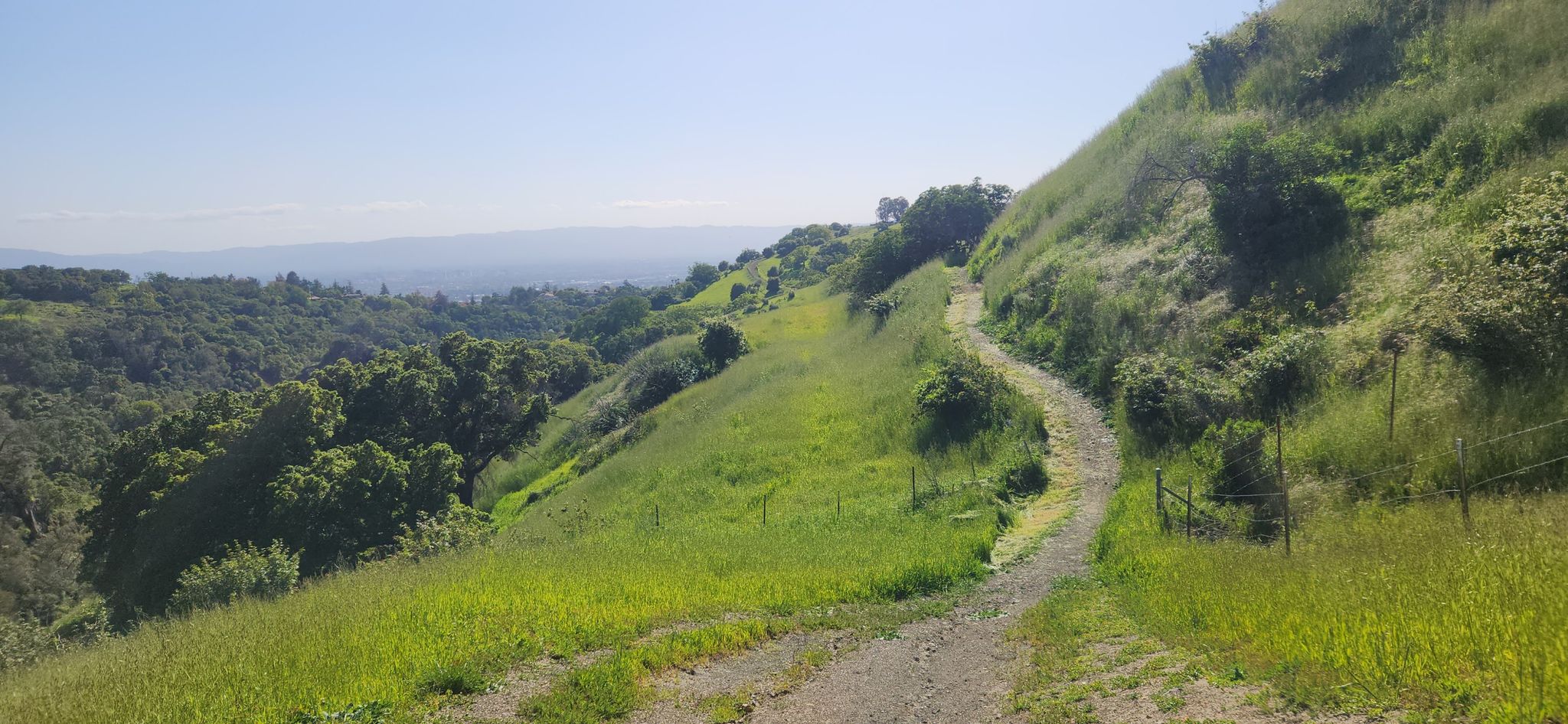 A winding dirt path ascends a bright green, sunny hillside overlooking a valley. - Upper Penitencia Creek – Penitencia (Gross) Ponds loop from Penitencia Creek