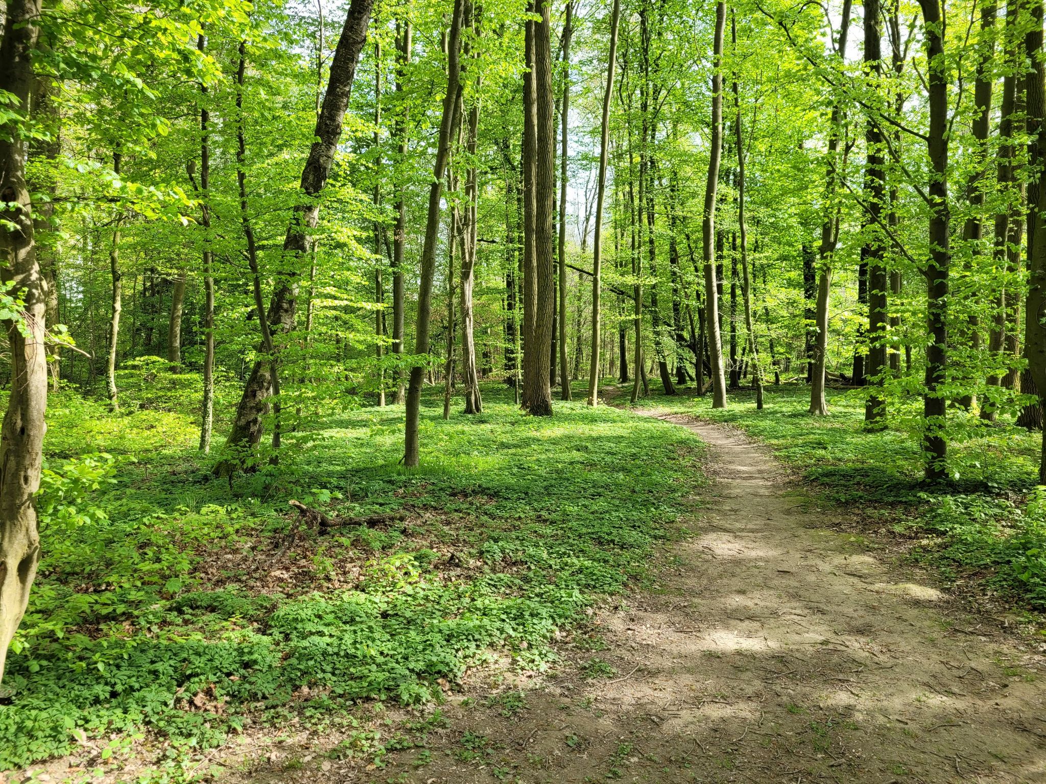 Wald