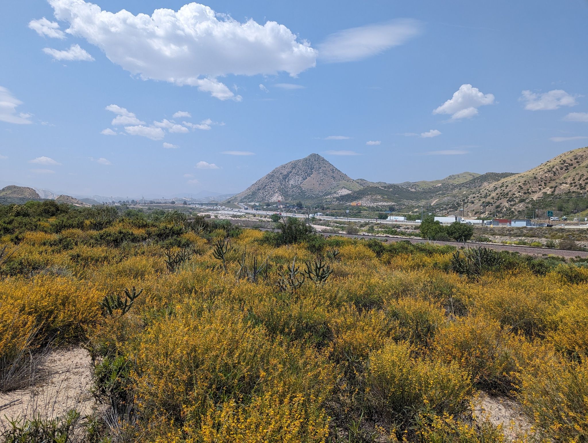 Vast field of yellow flowering bushes with a prominent mountain under blue sky. - Pacific Crest Trail to Crowder Canyon