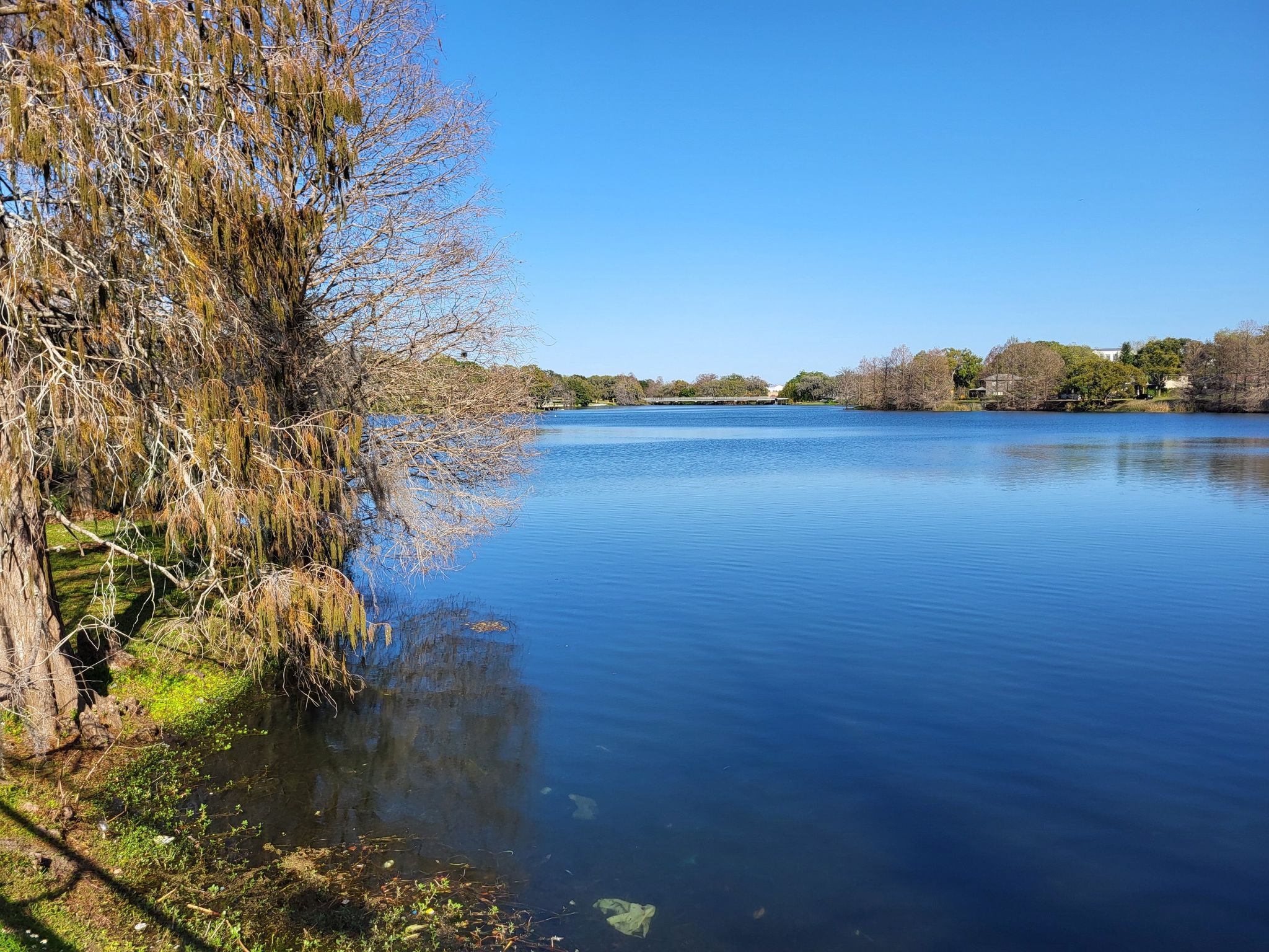 Calm blue lake under clear sky, with a tree on the left. - Downtown loop